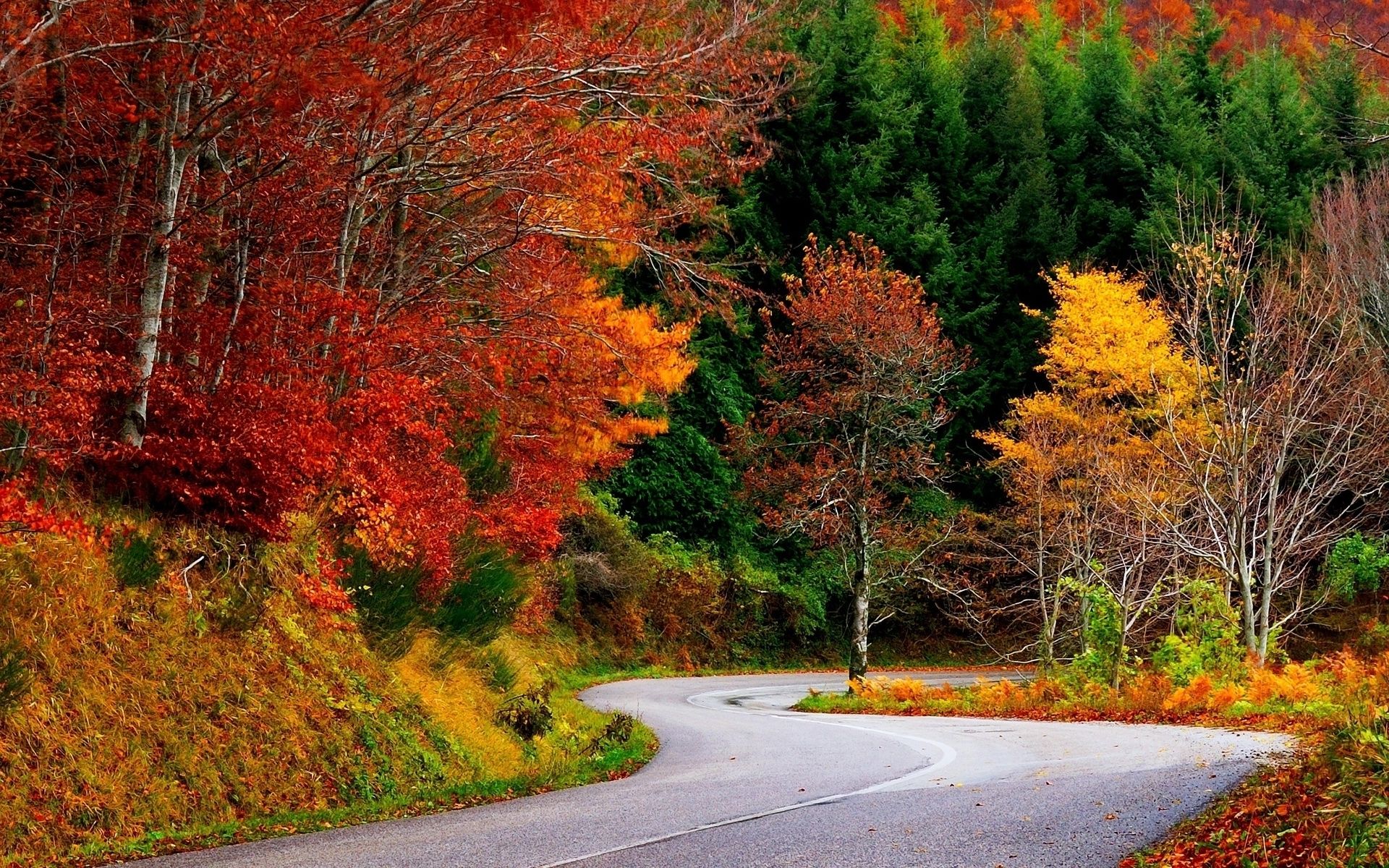 Colorful Autumn Trees & Street wallpaper. Colorful Autumn Trees & Street