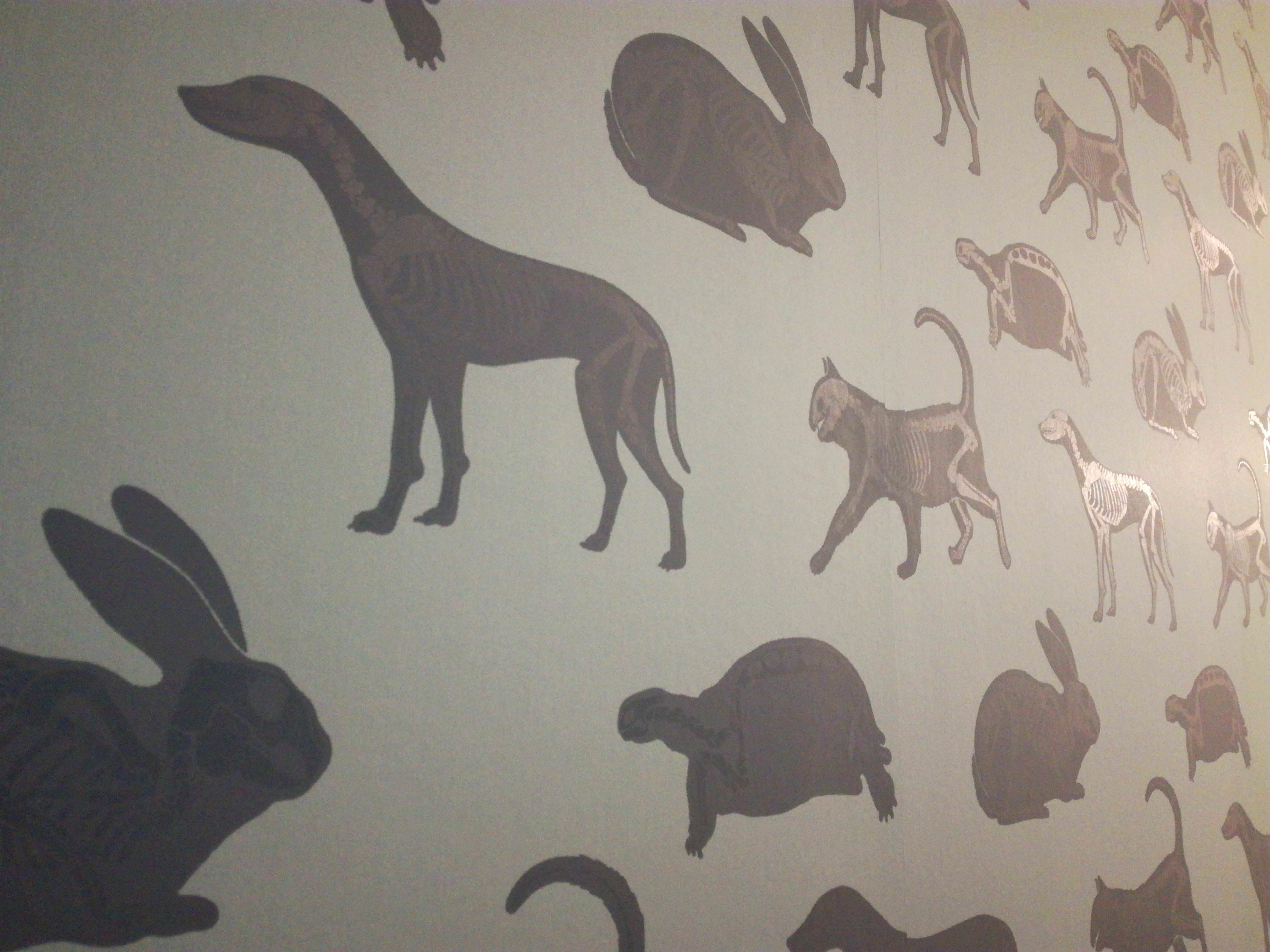 Veterinary Medicine Wallpaper