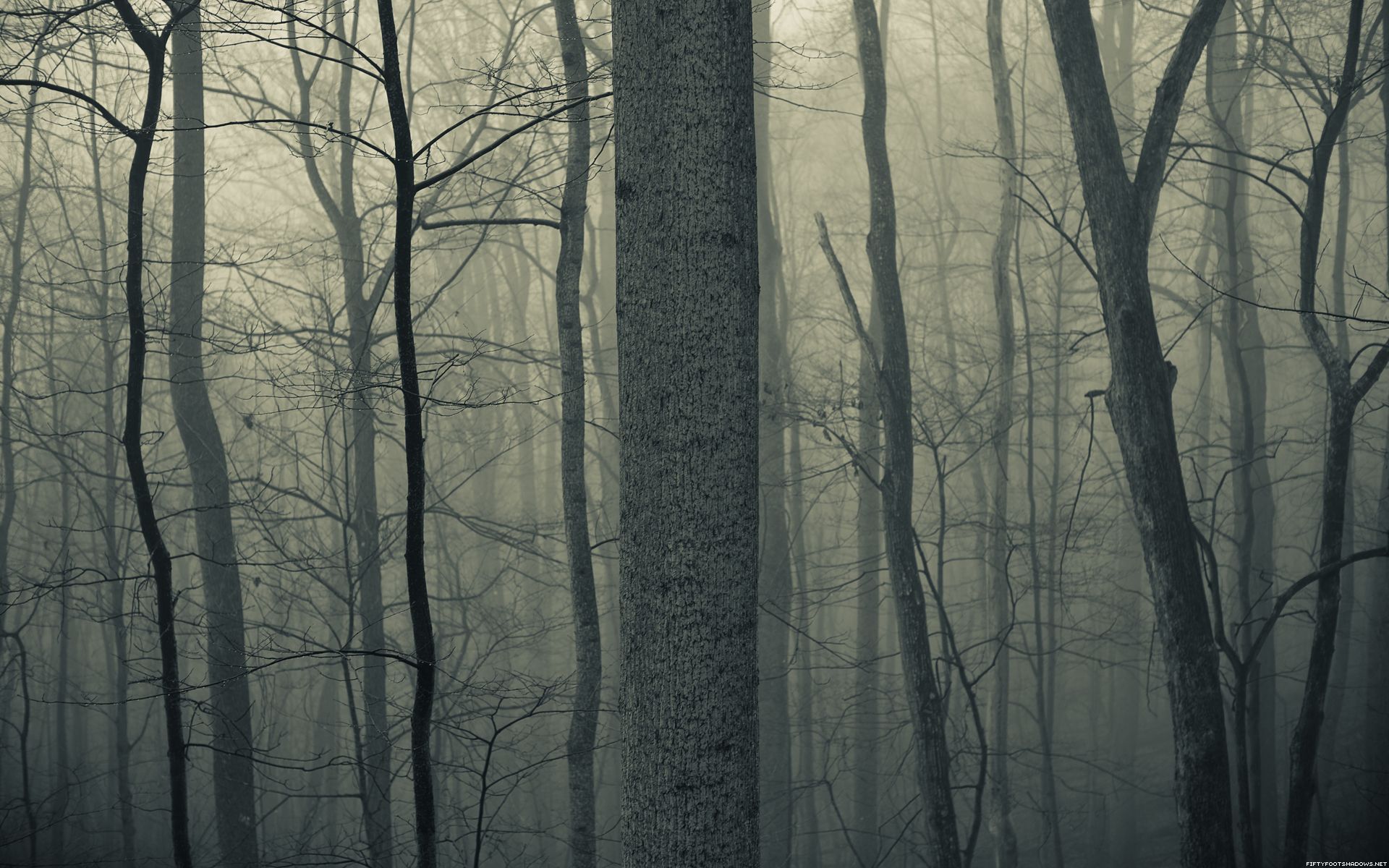 Nature trees forests woods trunk haze fog mist dark bark spooky creepy autu...
