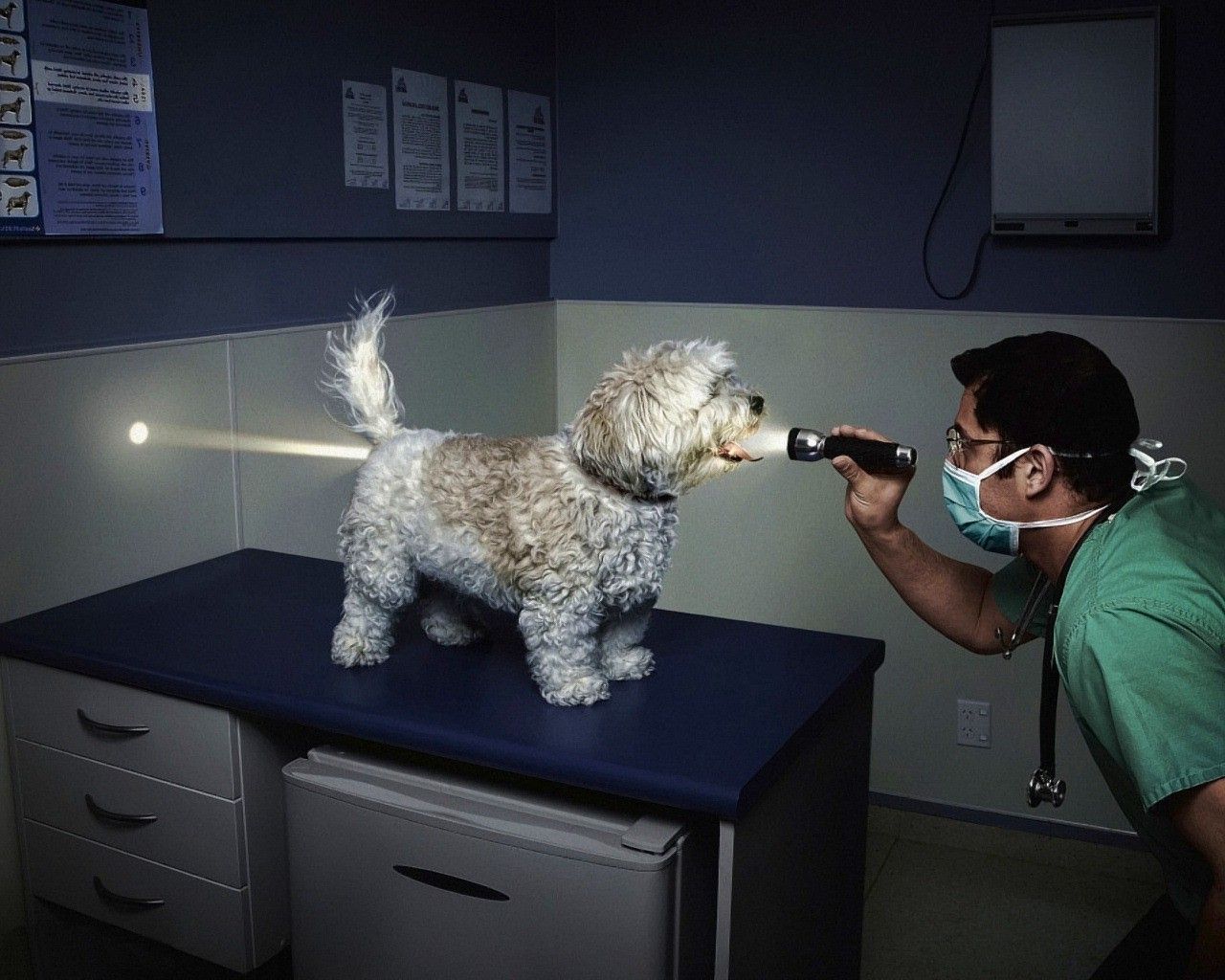 The vet examines an empty stomach dogs