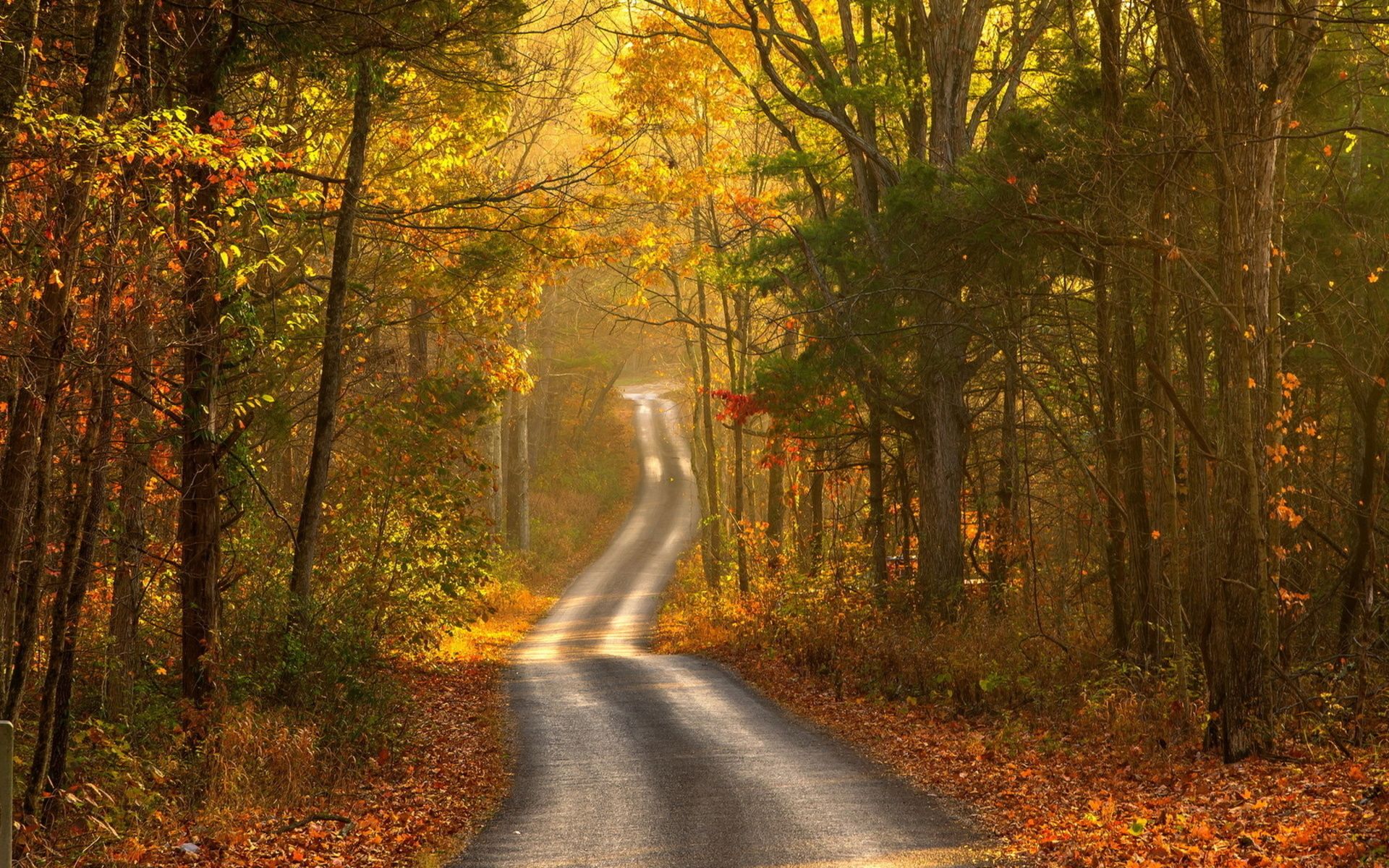 Nature landscapes trees forests roads street path leaves fall autumn seasons color wallpaperx1200