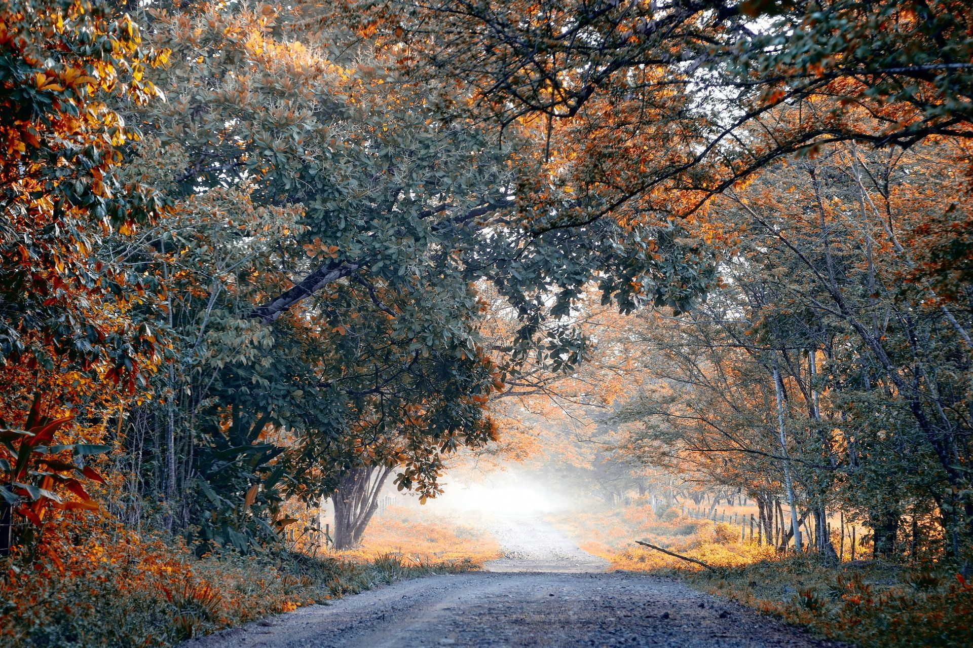 World roads lane street path nature landscapes trees forest fall autumn seasons leaves wallpaperx1278