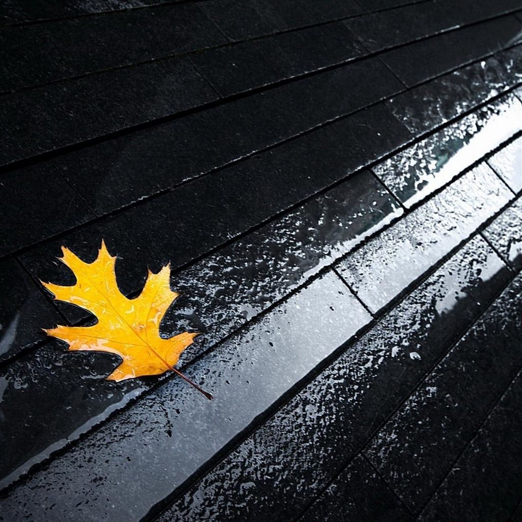 Street Rain Autumn Yellow Leaf iPad Air Wallpaper Free Download