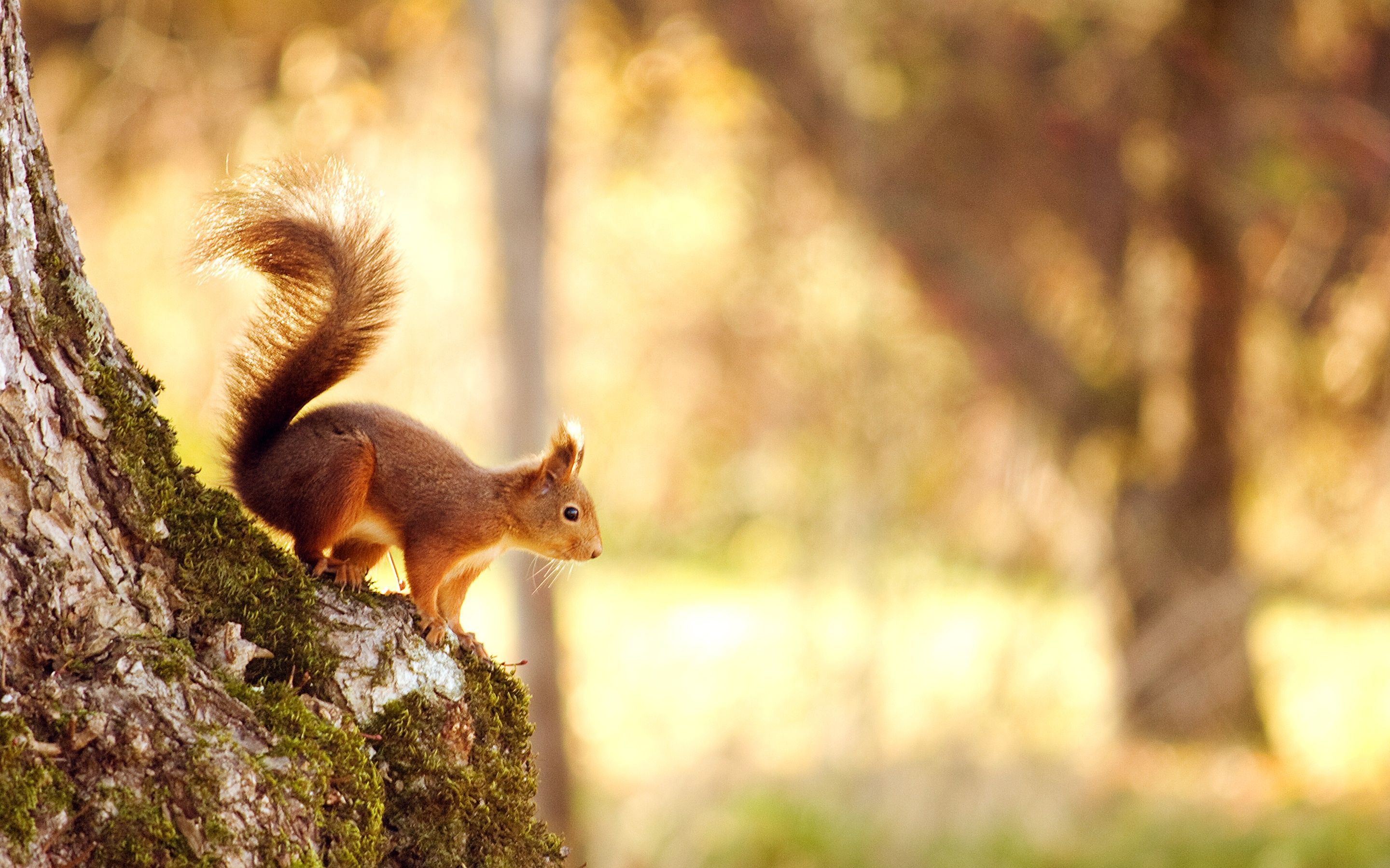Squirrel ready to jump Wallpaper. Autumn animals, Animal wallpaper, Spring animals