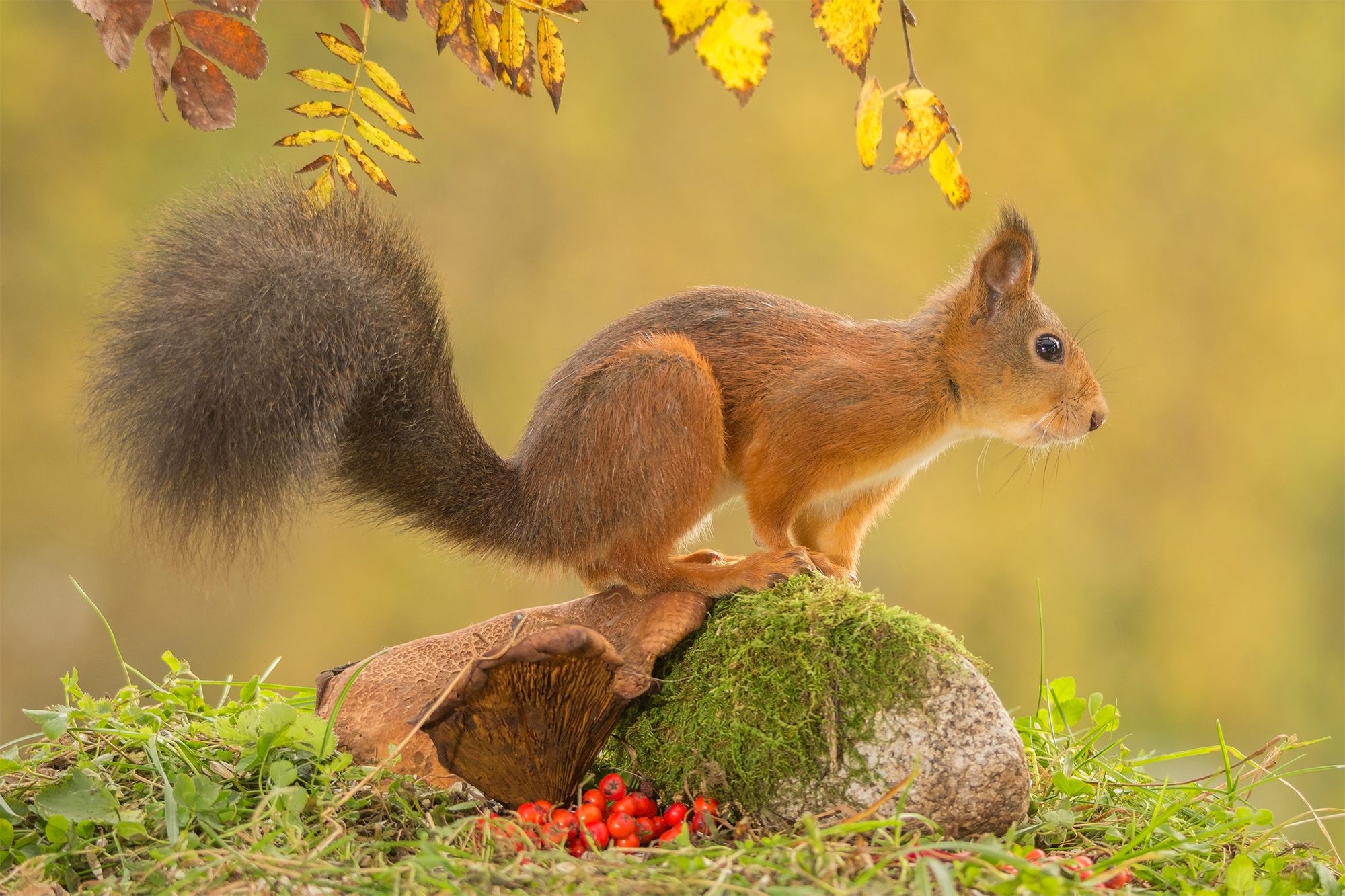 Autumn Landscape With Squirrel Wallpaper Quality Image And Transparent PNG Free Clipart