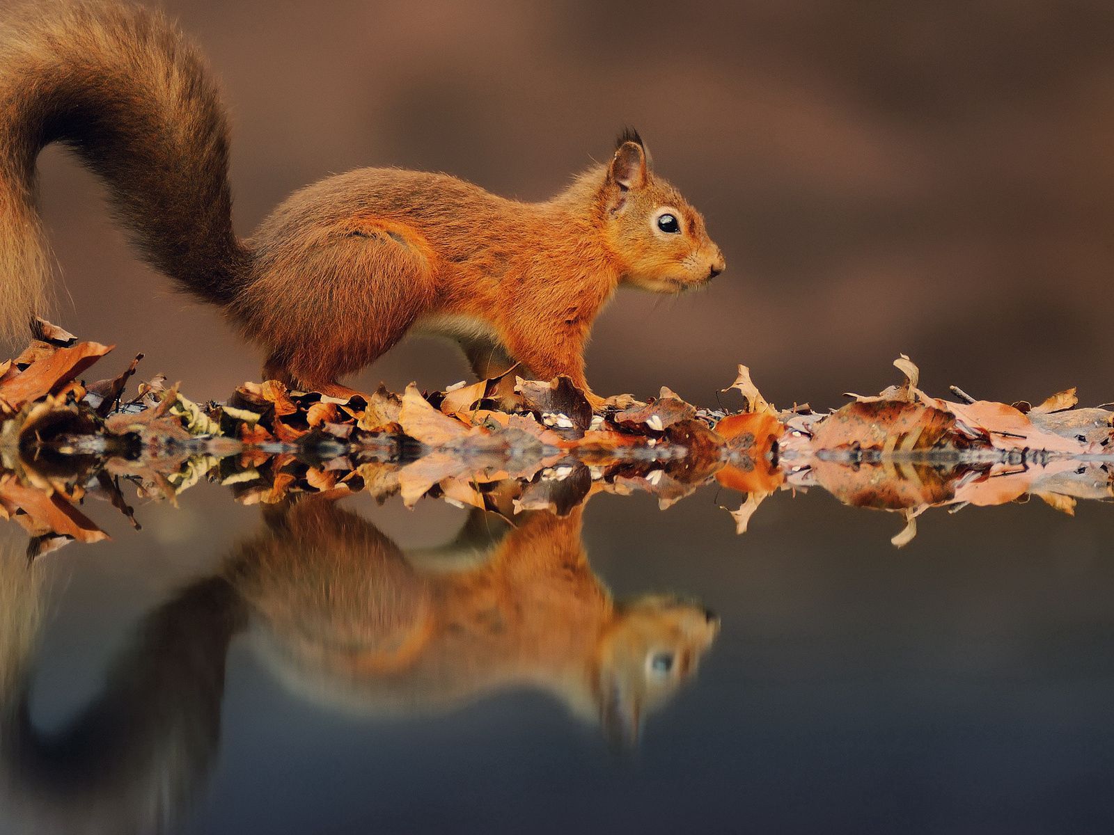 Download wallpaper 1600x1200 squirrel, leaves, reflection, water, autumn standard 4:3 HD background