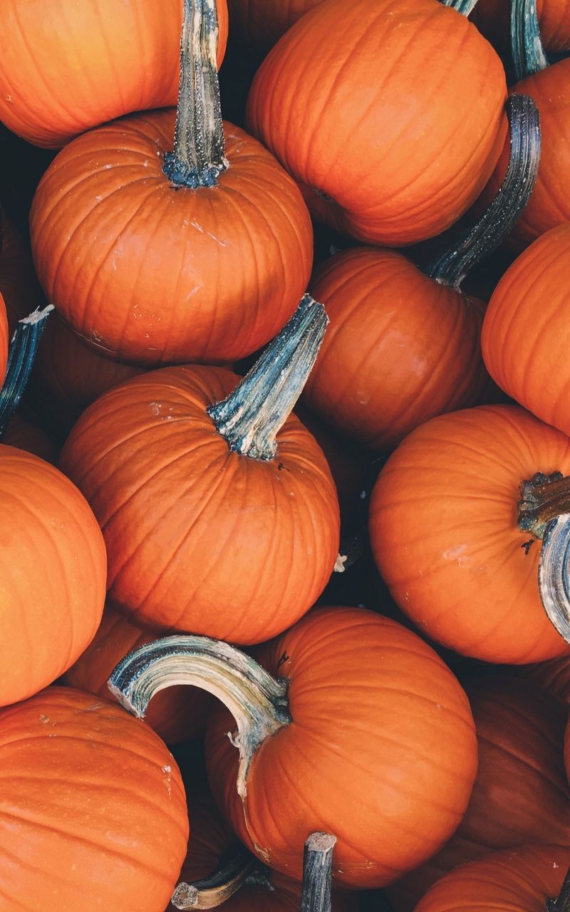 Wallpaper pumpkin vegetables autumn. Pumpkin wallpaper, Cute fall wallpaper, Fall wallpaper