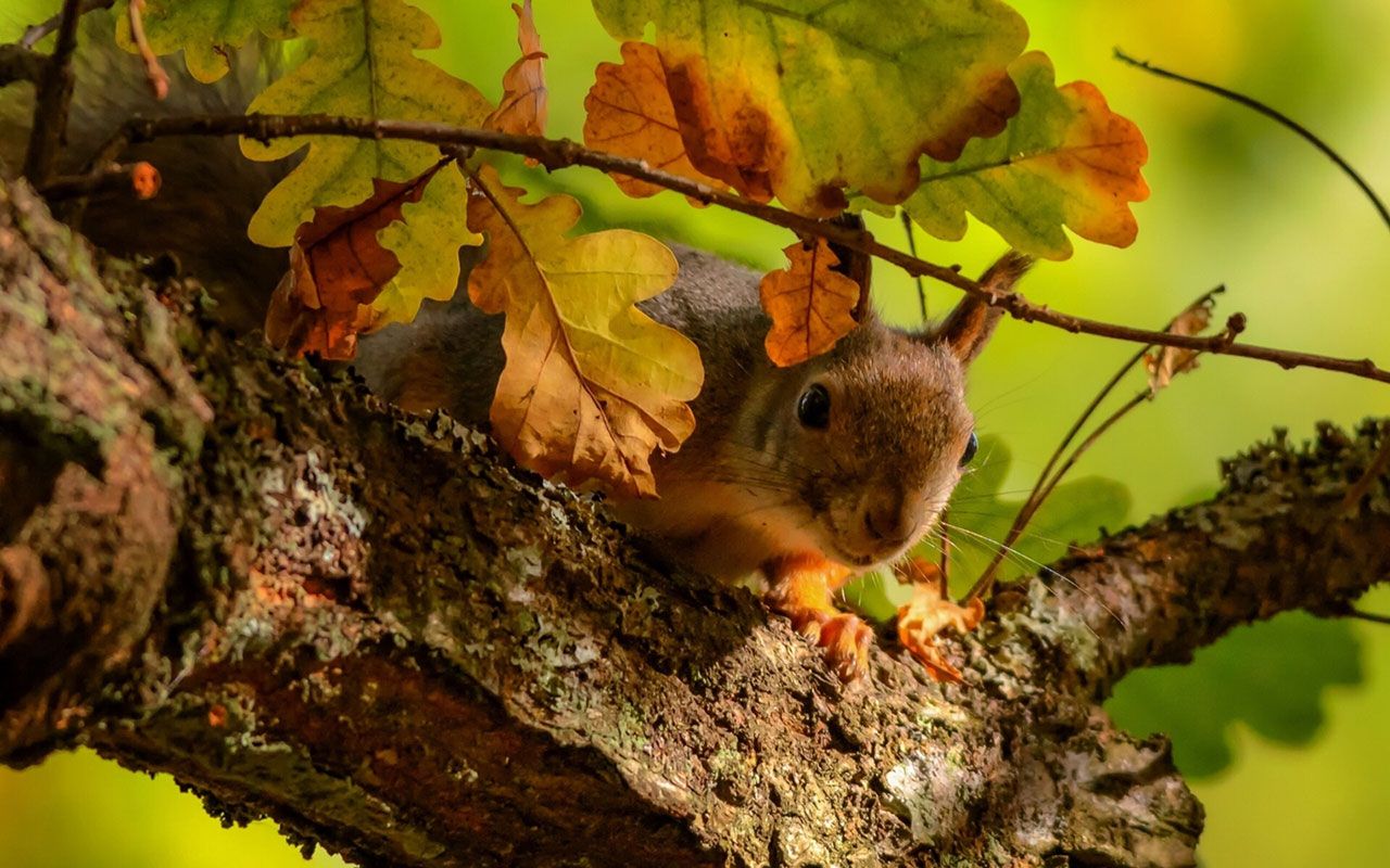 Free download autumn season and small squirrel HD wallpaper 2 Animal Wallpaper [1280x800] for your Desktop, Mobile & Tablet. Explore Autumn Animal Wallpaper. HD Spring Wallpaper For Desktop, Beautiful