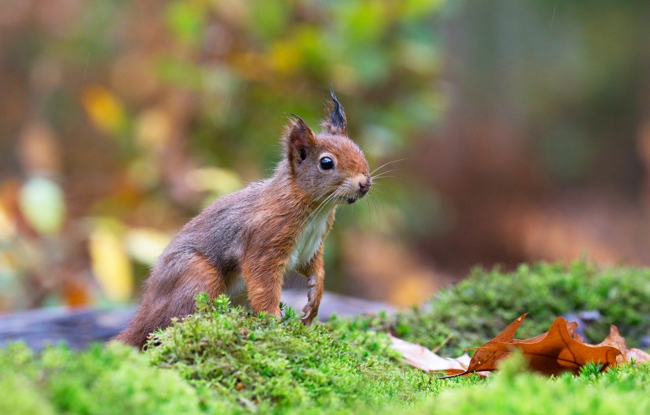 Wallpaper autumn, leaf, moss, protein, squirrel, squirrel image for desktop, section животные