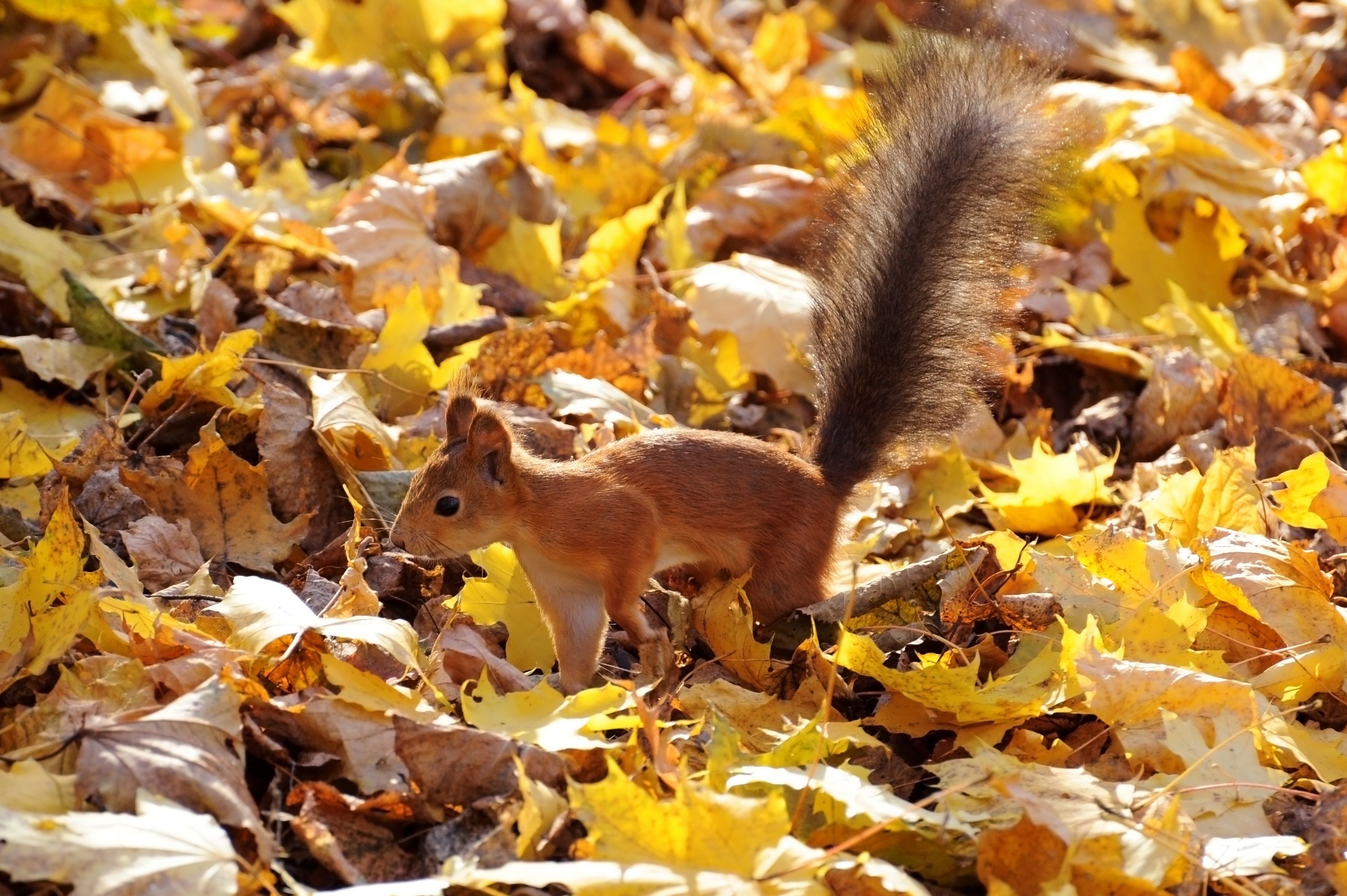Protein red fluffy tail leaves autumn squirrel wallpaperx2129