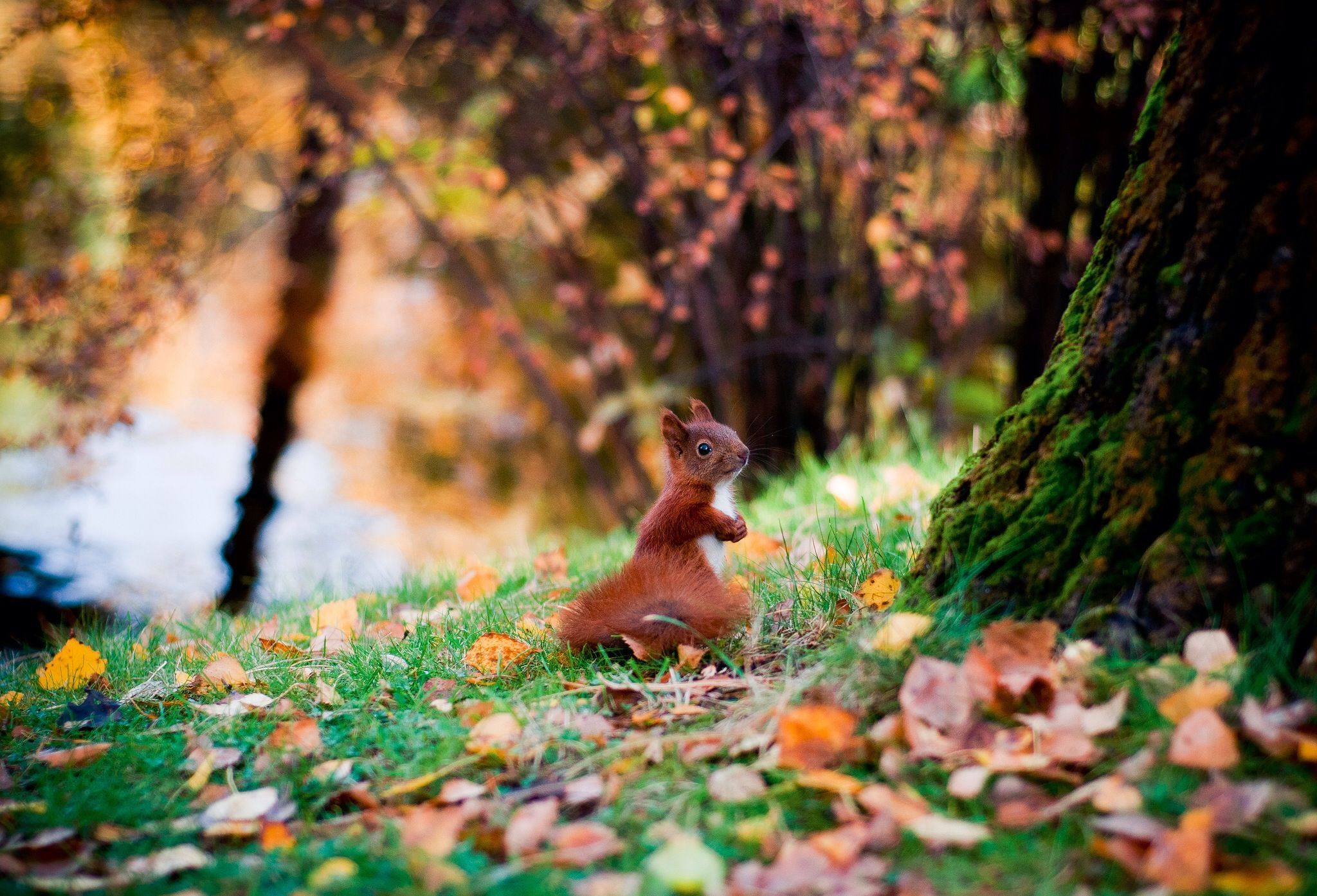 In the autumn forest Computer Wallpaper, Desktop Backgroundx1394. Autumn forest, Background image, Background desktop