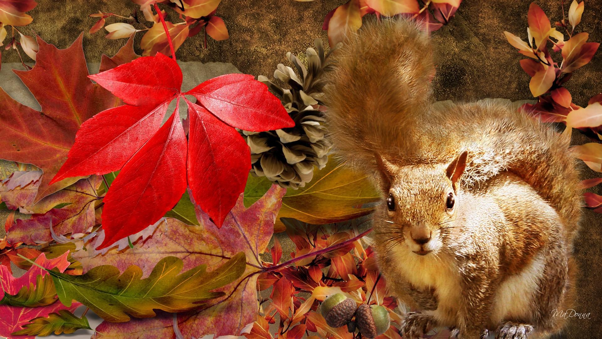 Squirrel Autumn HD desktop wallpaper, Widescreen, High Definition