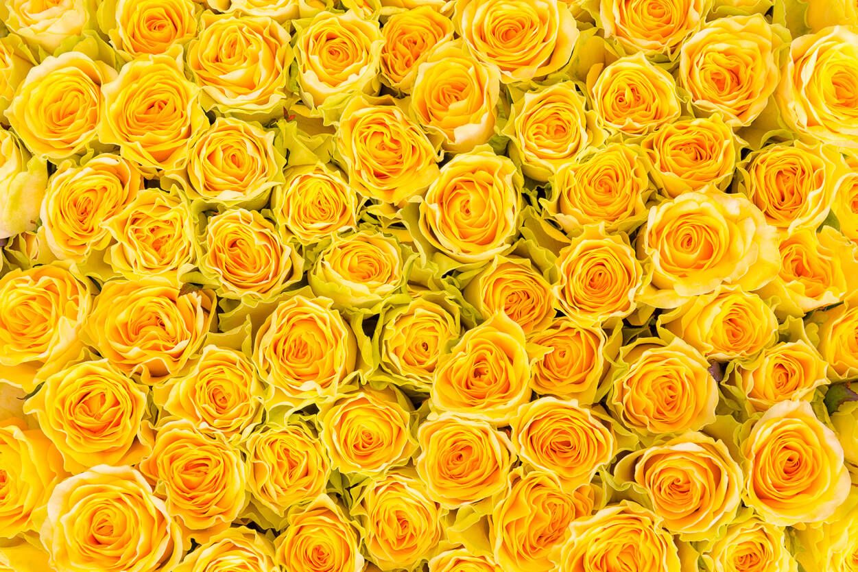 Livingwalls Photo wallpaper «Yellow Roses» 470358