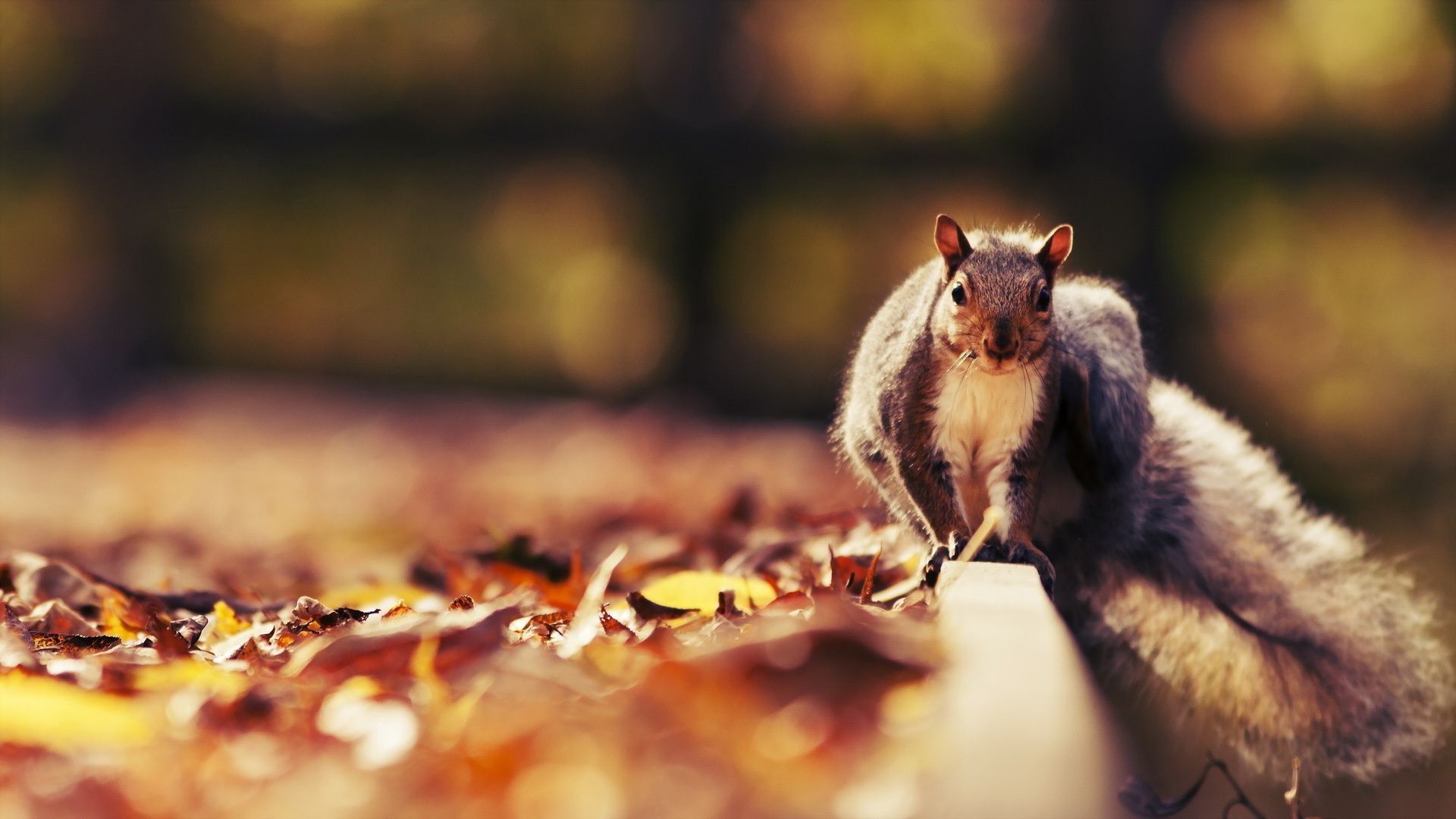 Squirrel autumn nature