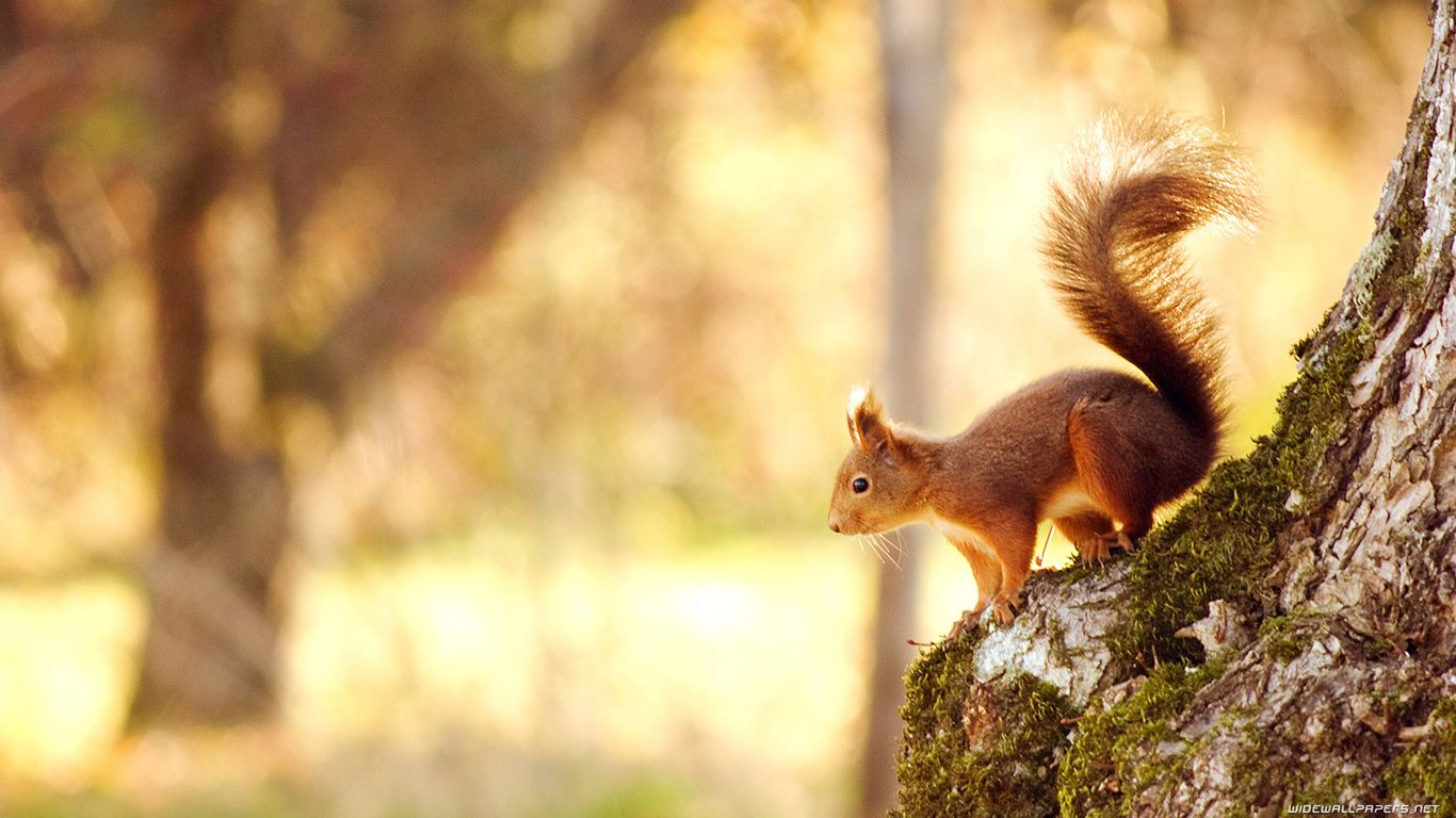 HD Squirrel Wallpaper and Photo. View Full HD Wallpaper