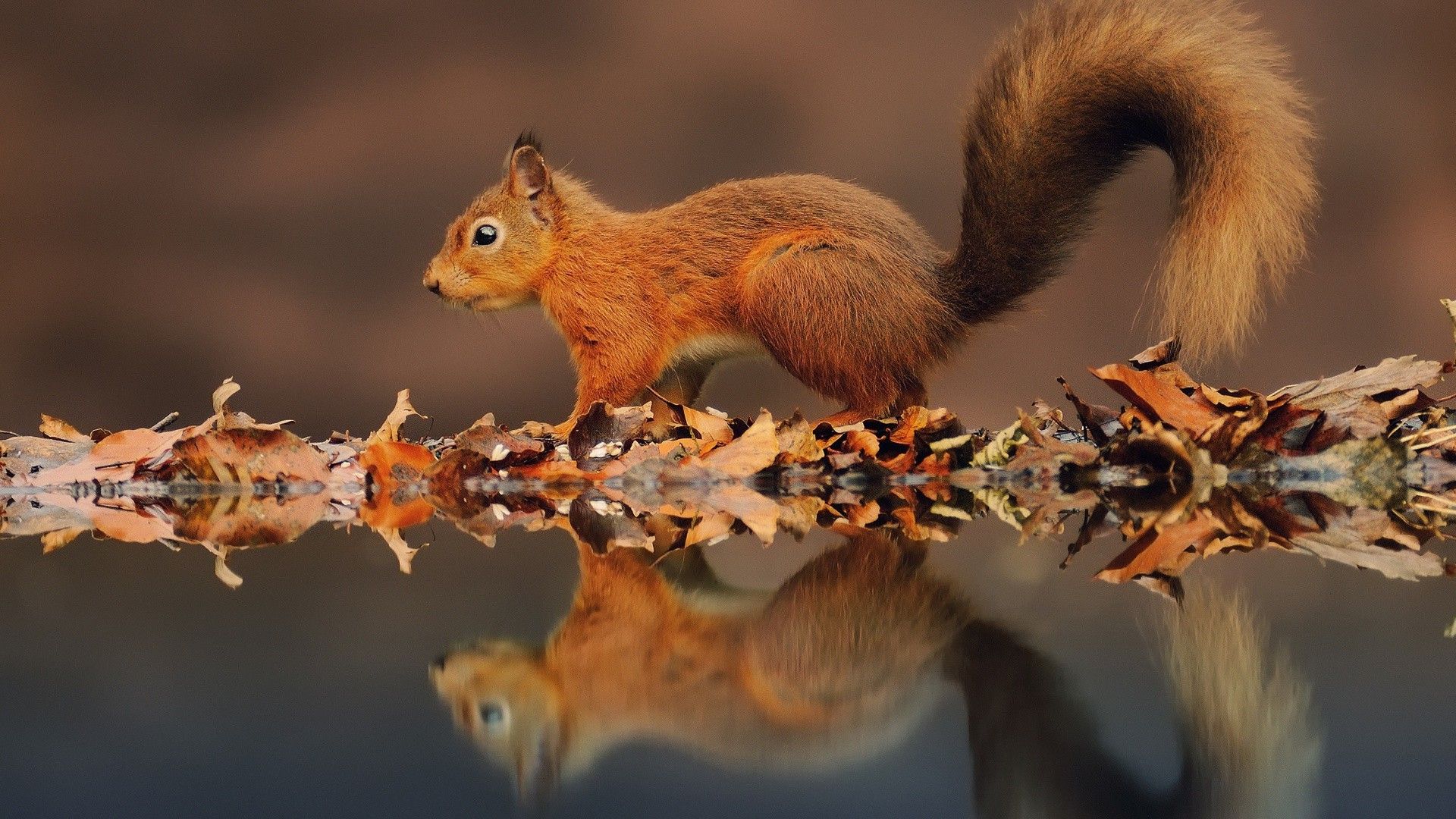 Squirrel runs on autumn leaves