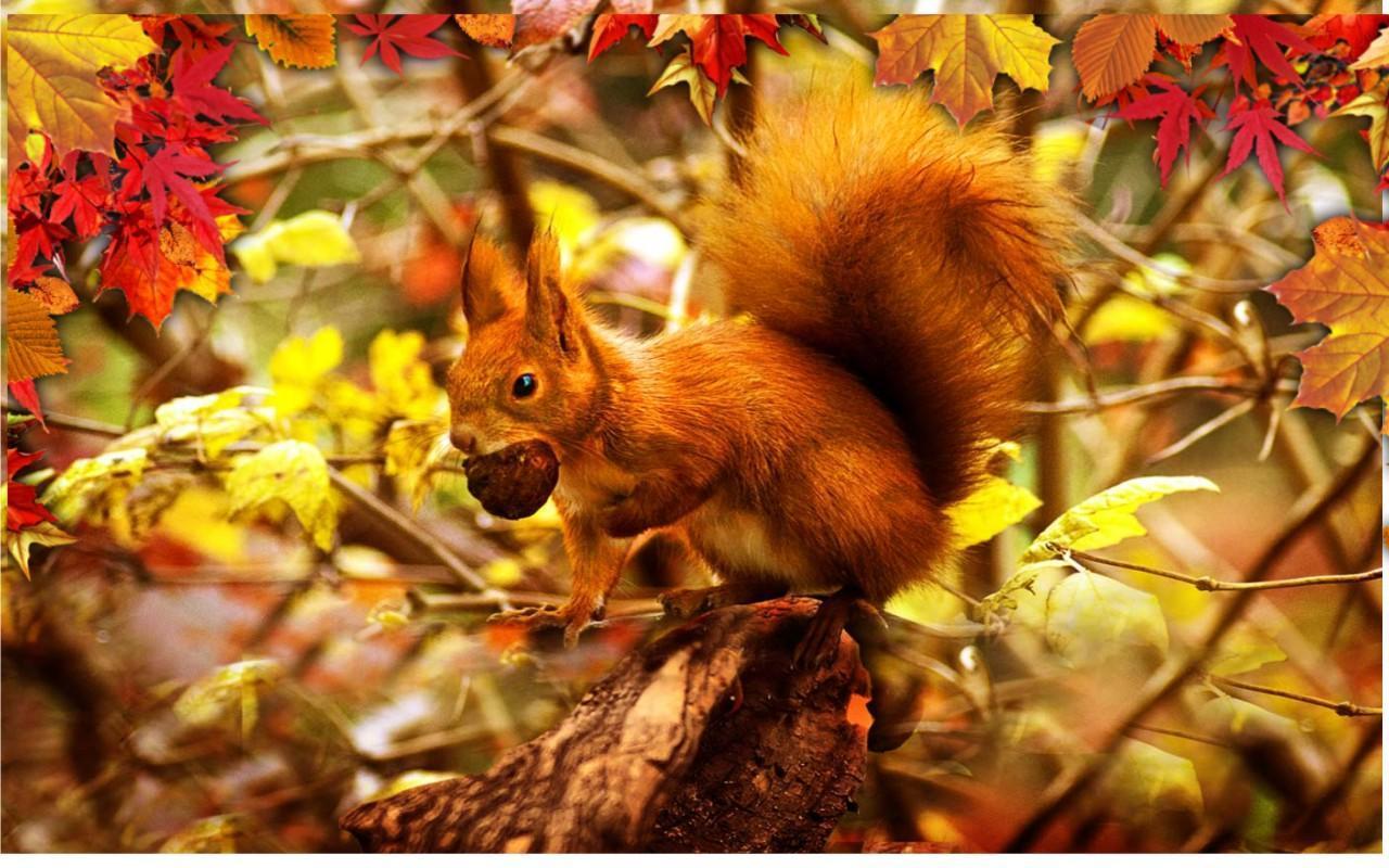Autumn Squirrels LWP for Android
