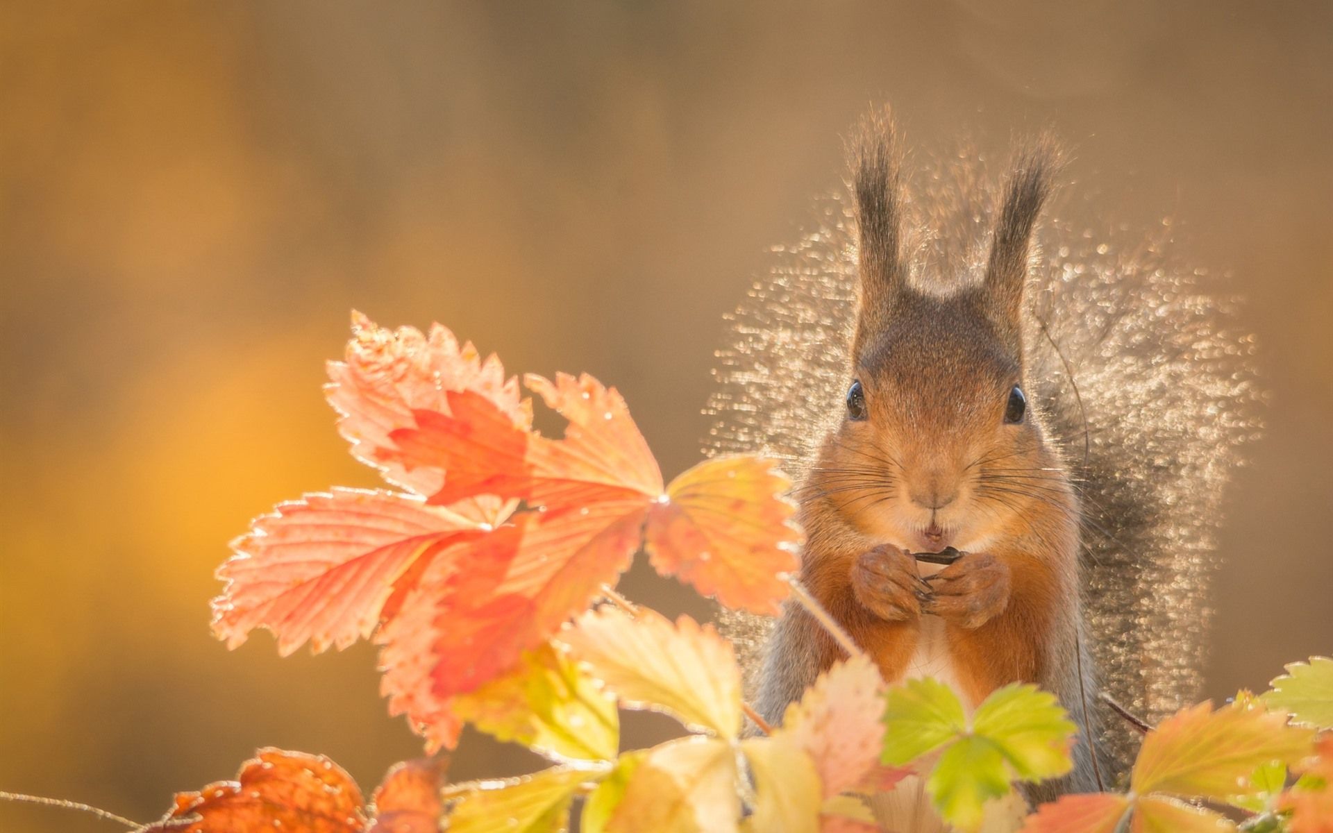 Wallpaper Squirrel, orange leaves, autumn 1920x1200 HD Picture, Image