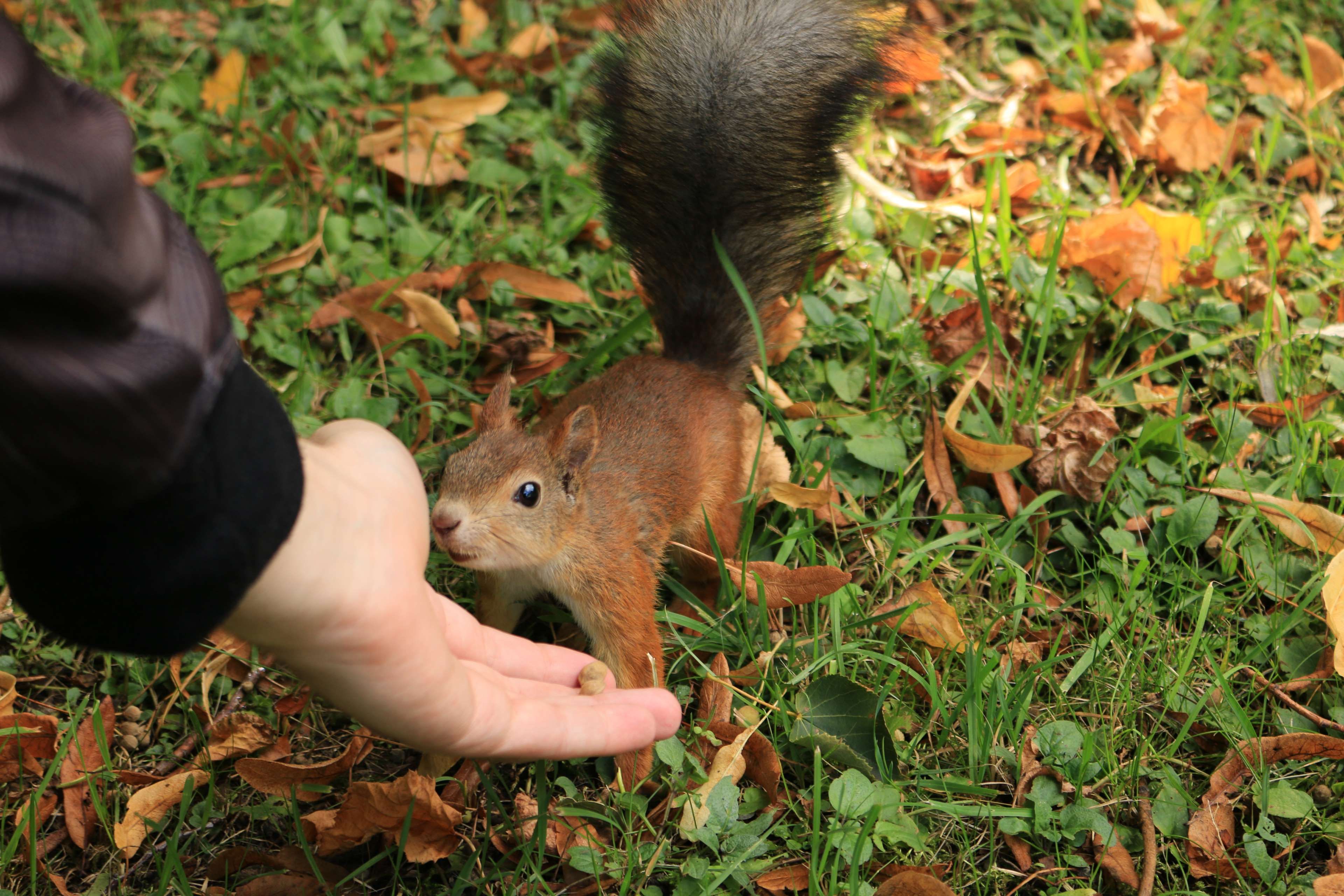 autumn #squirrel 4k. Squirrel, Secret squirrel, Autumn
