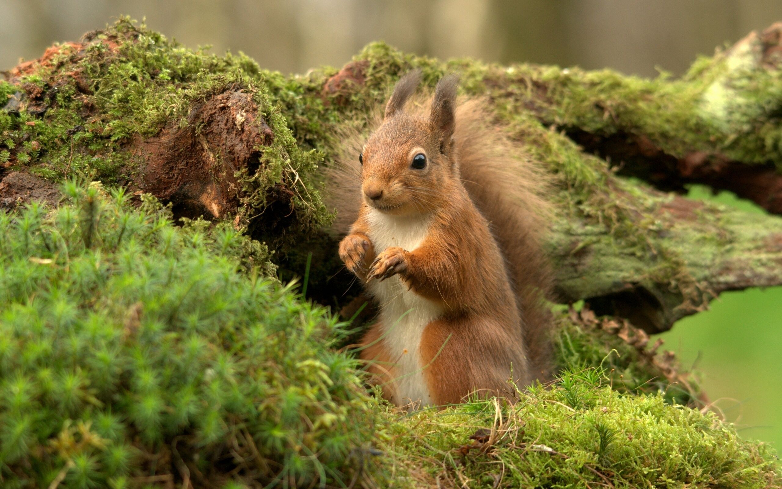 squirrel Wallpaper HD / Desktop and Mobile Background