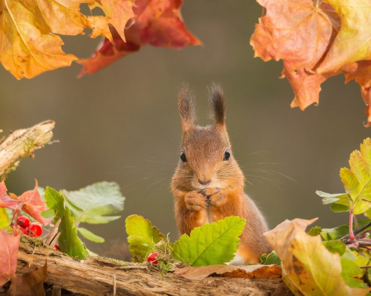 Download 1280x1024 Squirrel, Eating, Leaves, Autumn, Rodent Wallpaper