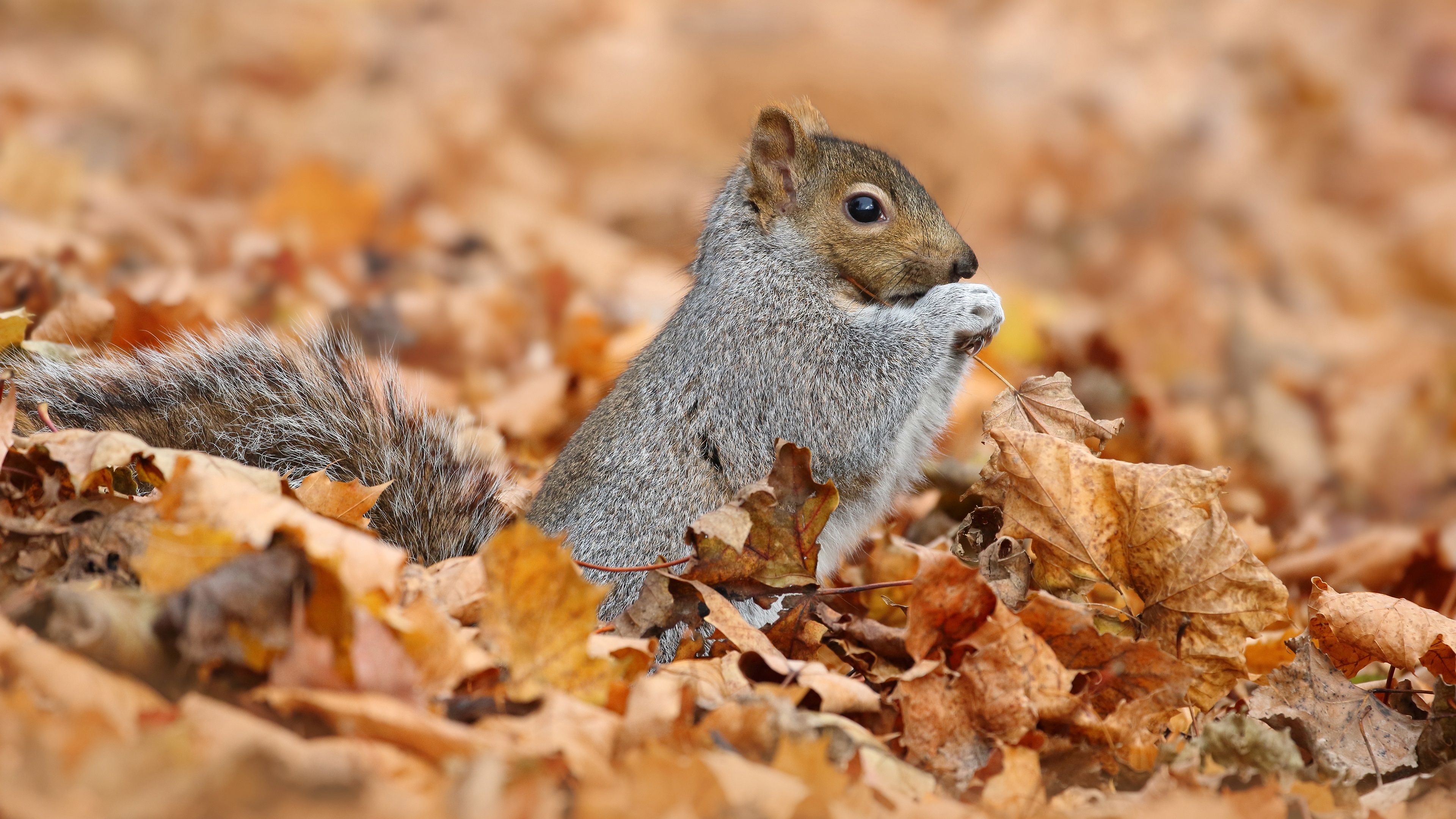 Wallpaper Squirrel and maple leaves, autumn 3840x2160 UHD 4K Picture, Image