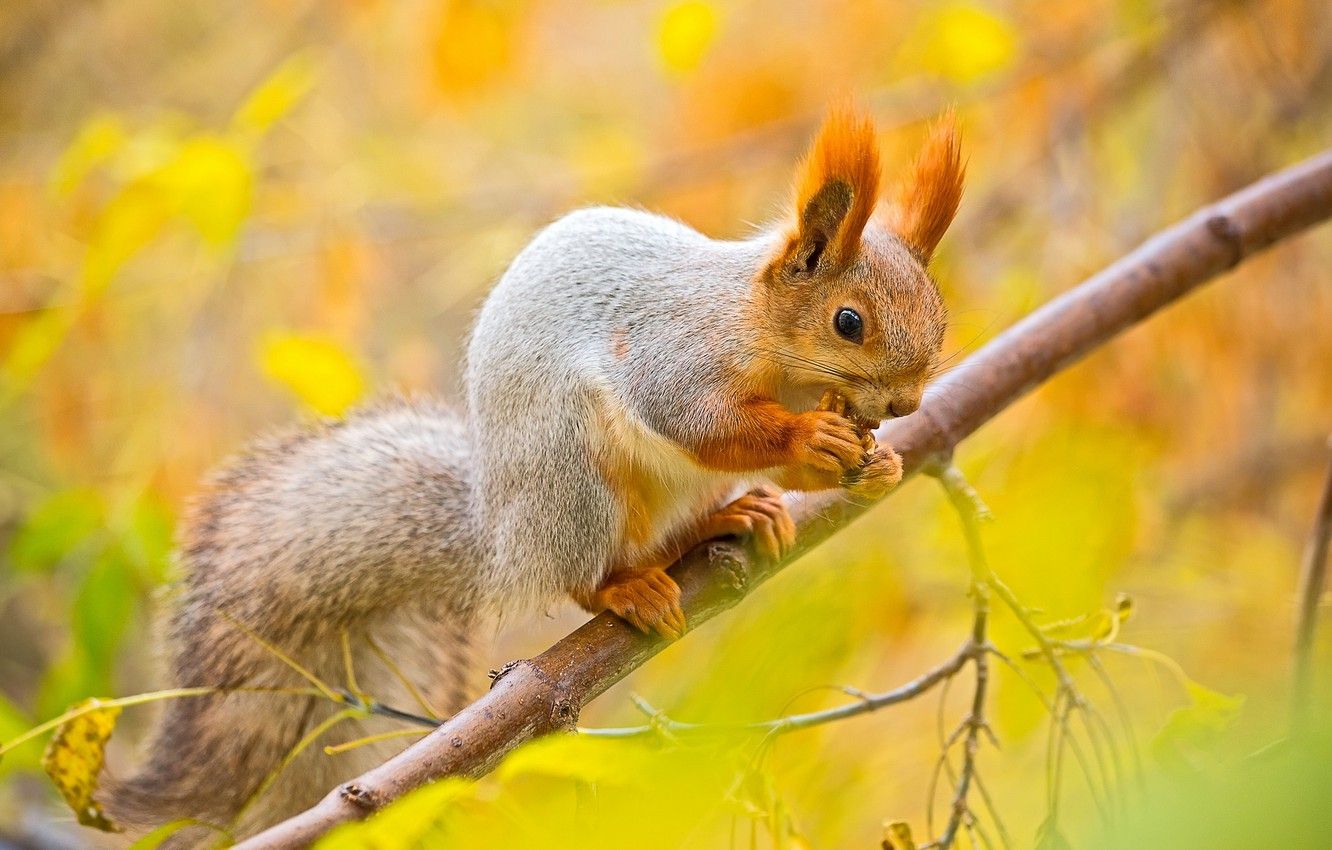 Wallpaper autumn, leaves, macro, tree, branch, walnut, protein, squirrel image for desktop, section животные