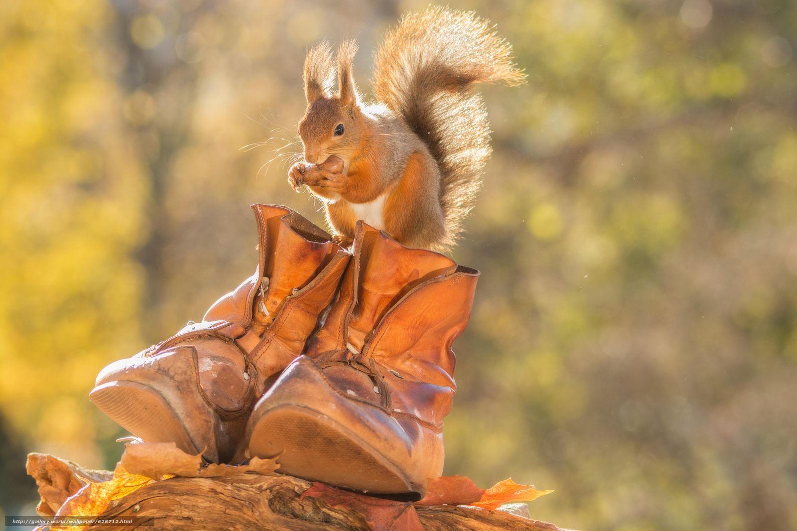 Download wallpaper squirrel, Redhead, boots, autumn free desktop wallpaper in the resolution 2048x1365
