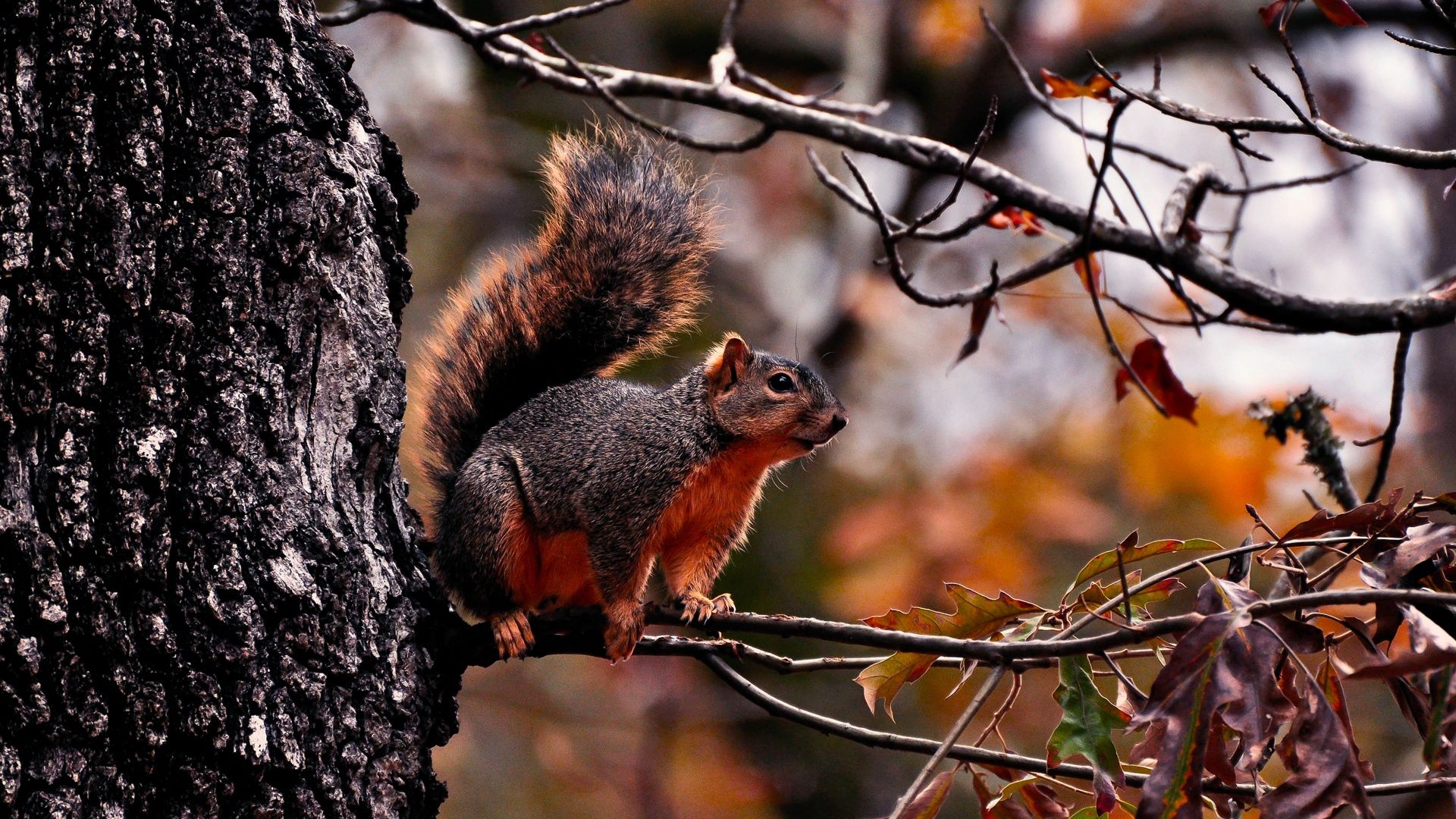 Download Wallpaper 1920x1080 squirrel, tree, autumn, branches, leaves Full HD 1080p HD Background