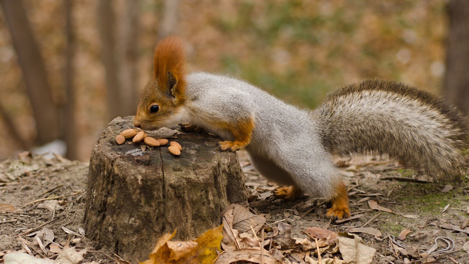 Download Wallpaper 1920x1080 squirrel, nuts, autumn, leaves, tree stump Full HD 1080p HD Background