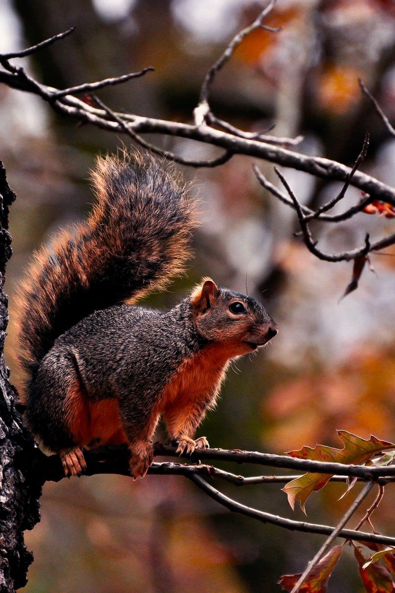 Download Wallpaper 800x1200 Squirrel, Tree, Autumn, Branches, Leaves Iphone 4s 4 For Parallax HD Background