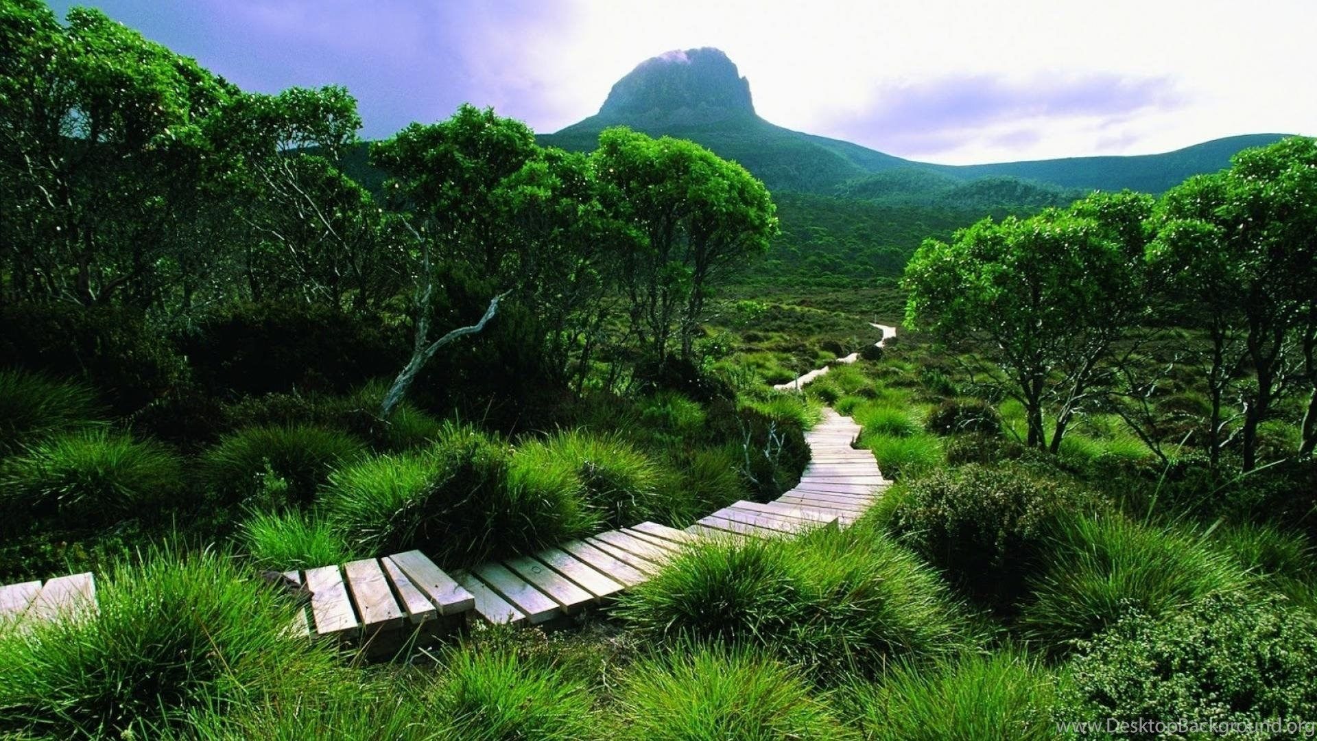Green Landscapes Nature Trees Forests Hills Tasmania Wallpaper. Desktop Background