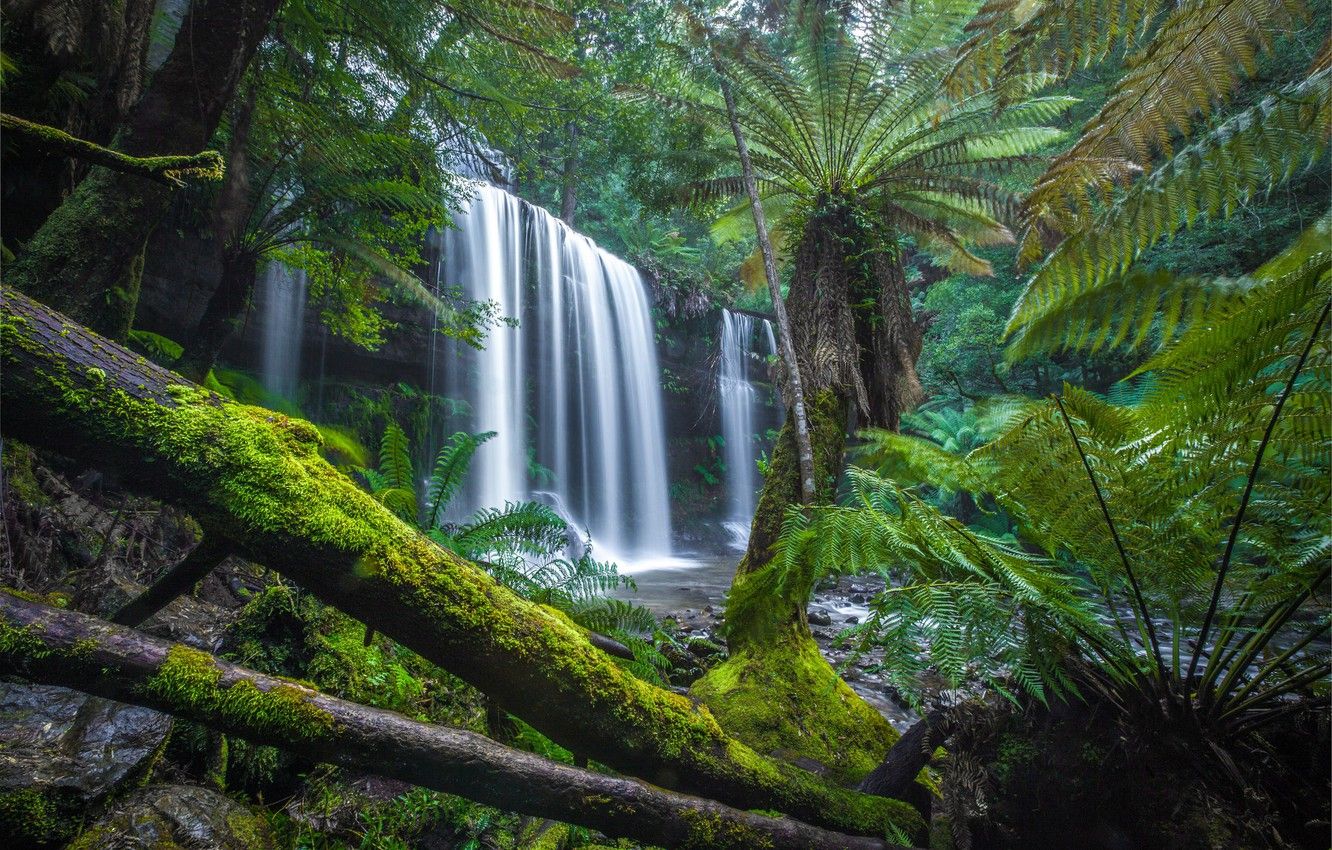 Wallpaper forest, waterfall, moss, Australia, fern, logs, Australia, Tasmania, Tasmania, Mount Field National Park, National Park MT field, Russell Falls, Falls Russell image for desktop, section природа