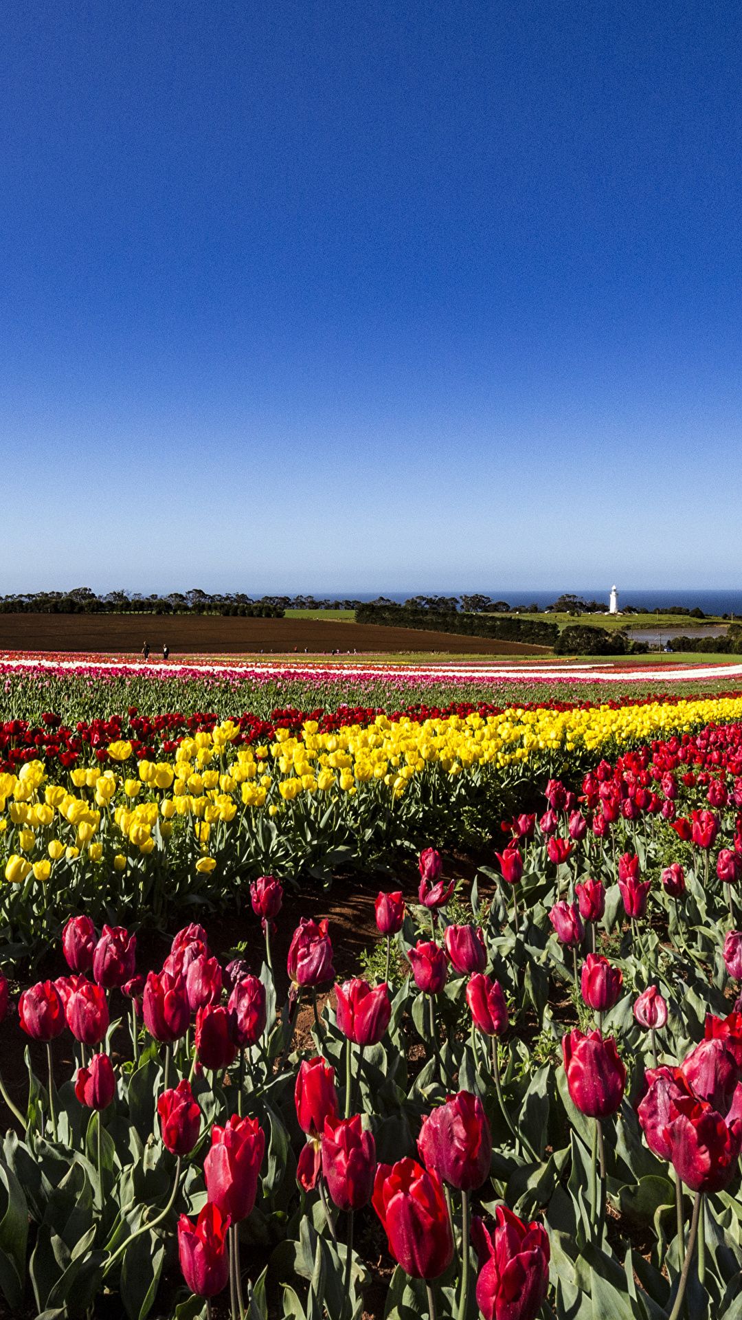 Wallpaper Australia Tasmania tulip flower Fields Many 1080x1920