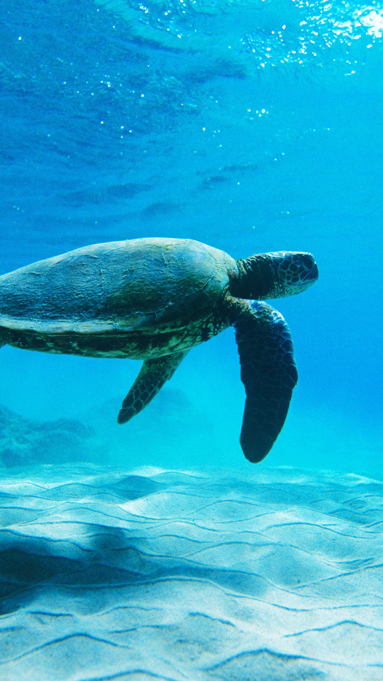 Turtle Sea Ocean Animal