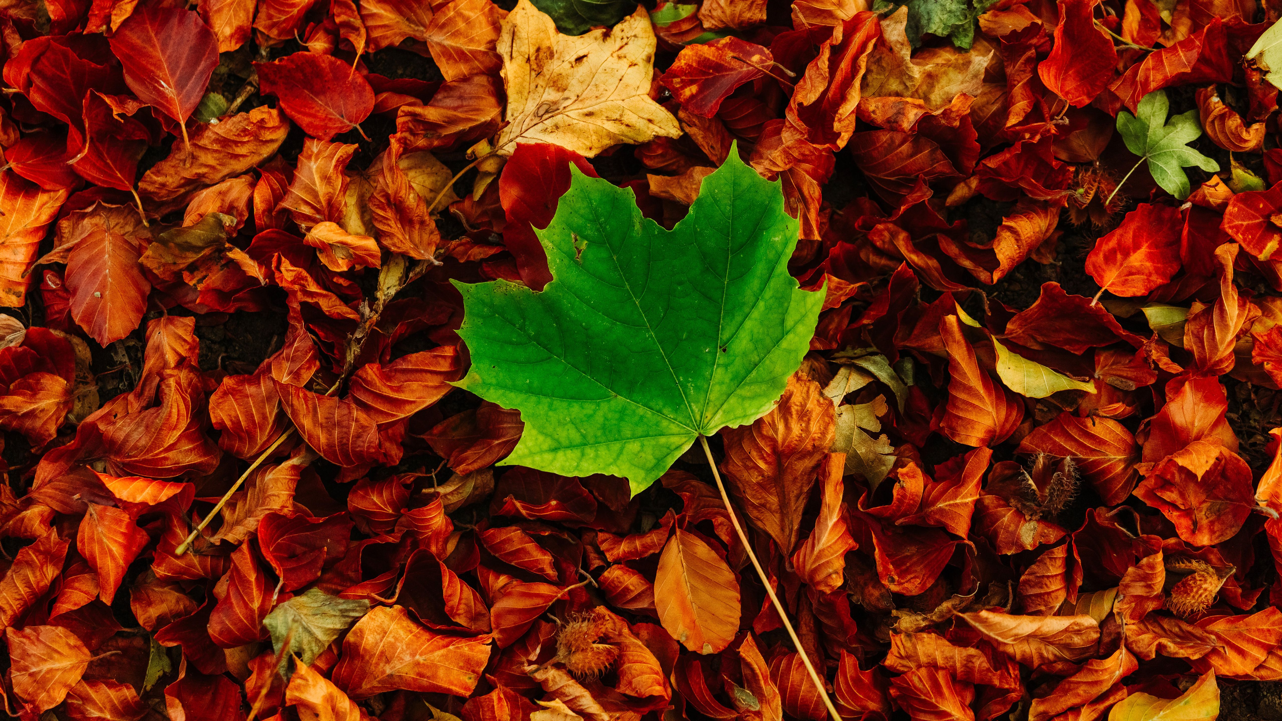 Autumn Leaves 5K Wallpaper