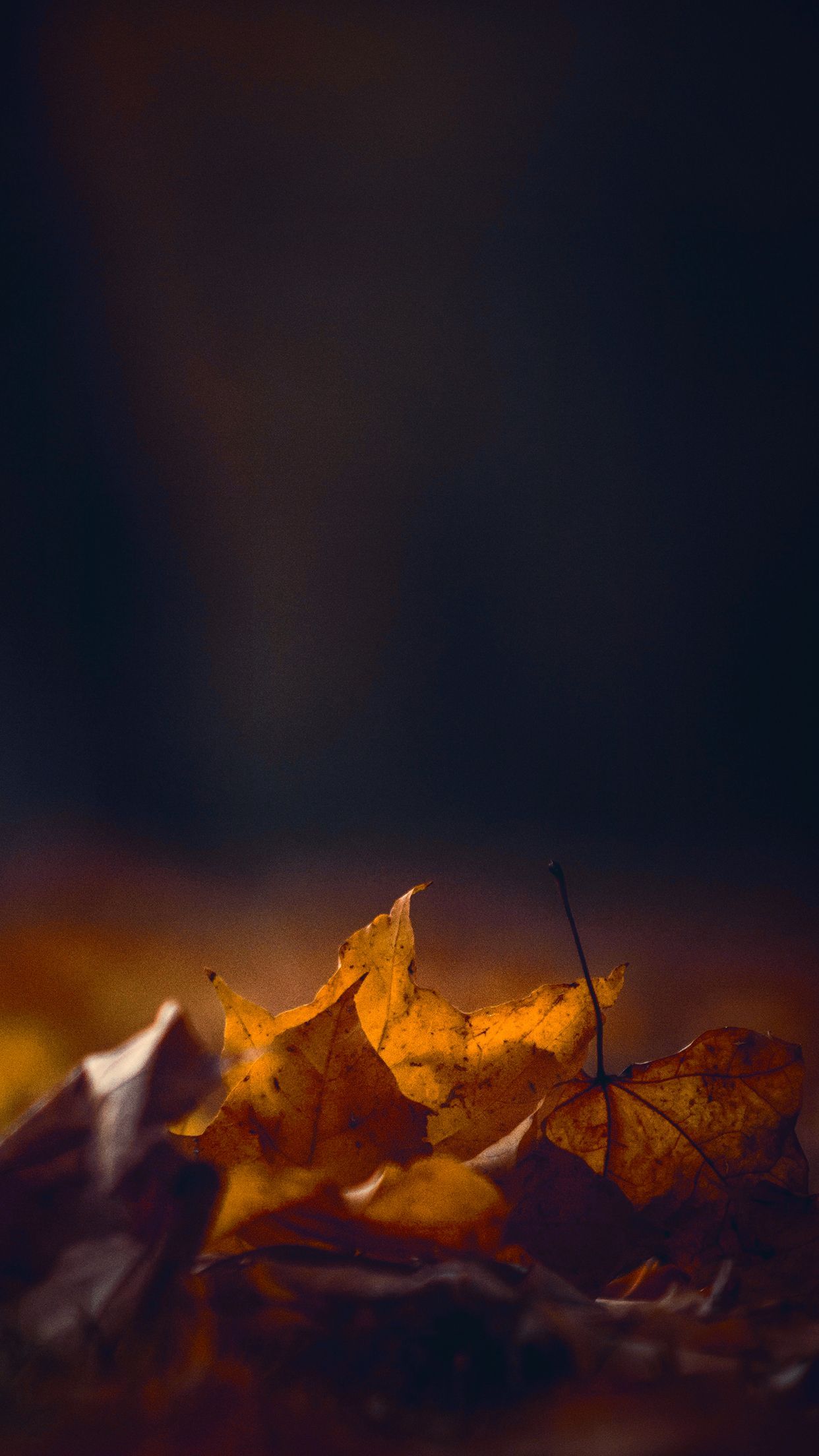 HD autumn wallpaper for your phone. iPhone background nature, Phone wallpaper, Phone wallpaper tumblr