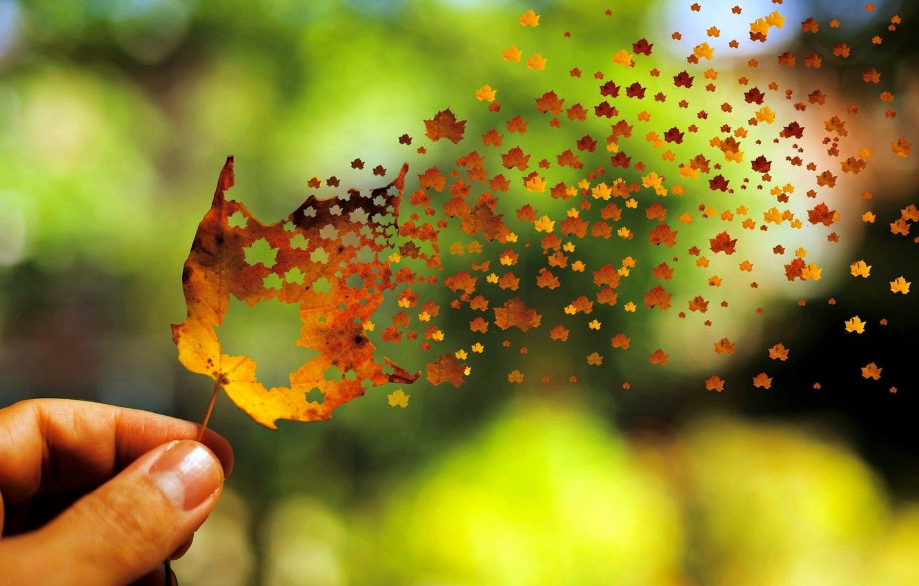 Wallpaper autumn, leaves, background, the wind, widescreen, Wallpaper, mood, hand, blur, beautiful, leaf, wallpaper, leaf, widescreen, background, full screen image for desktop, section настроения