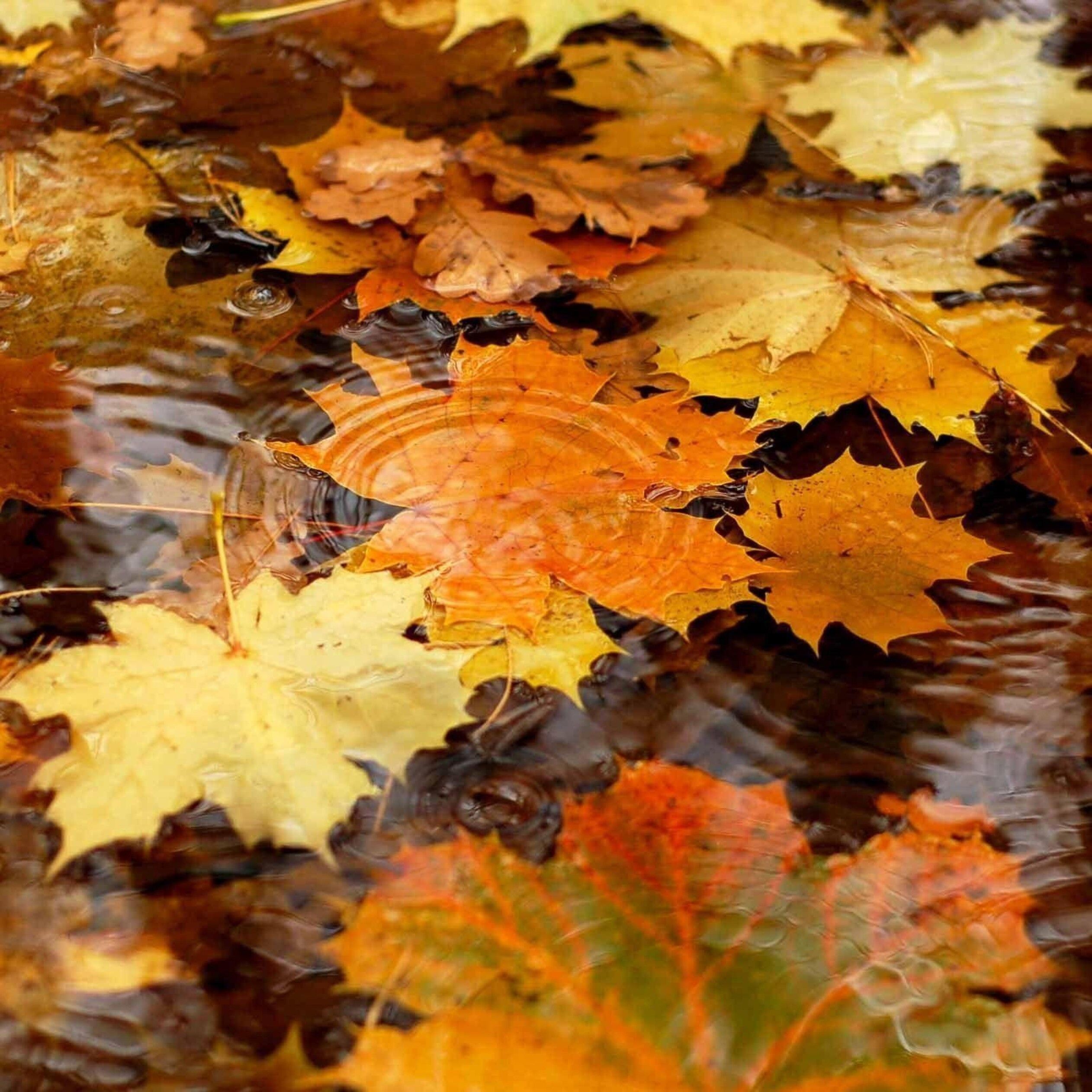Autumn leaves in the rain water
