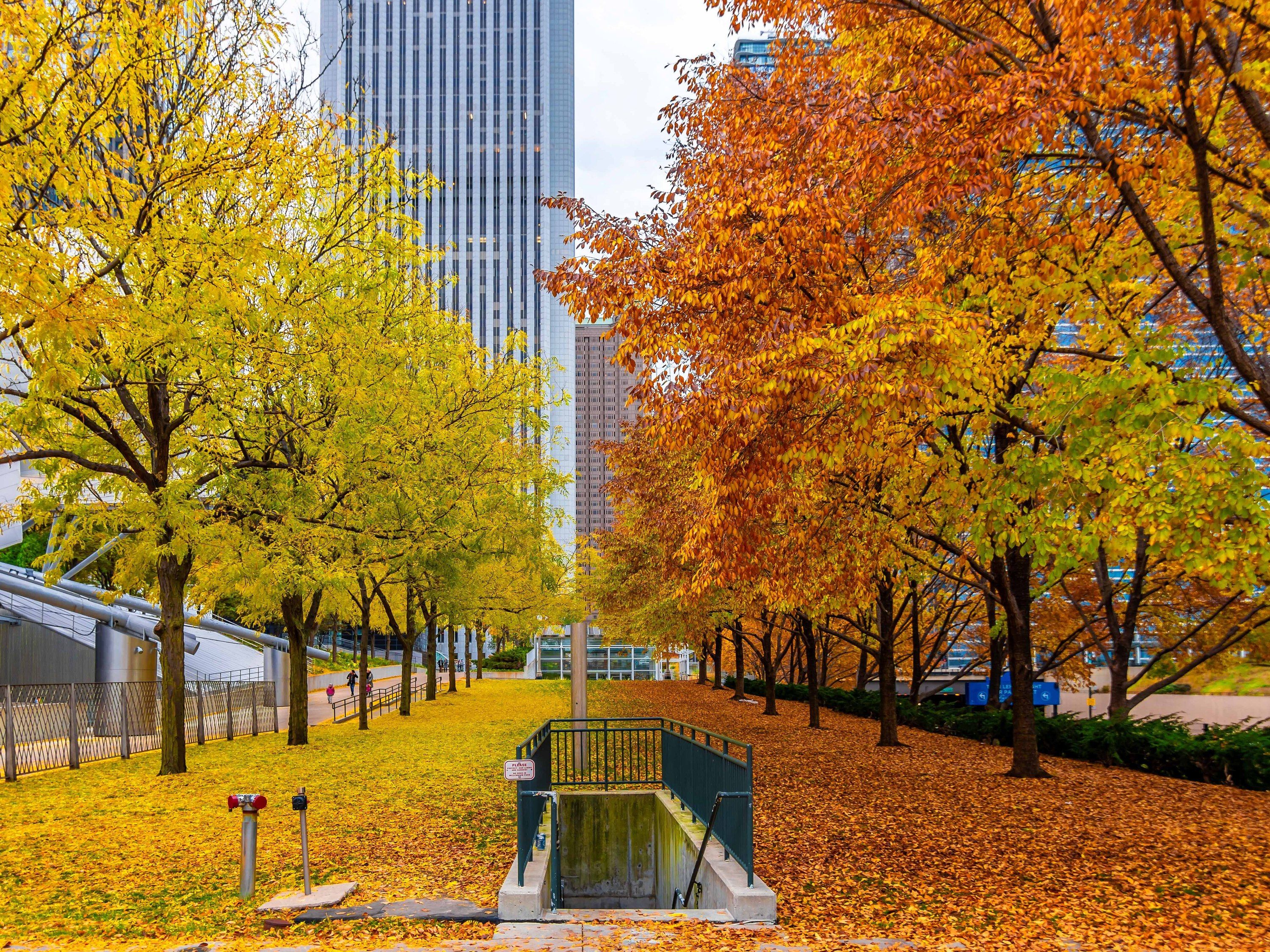 Best Places to See Fall Foliage in Chicago in 2020