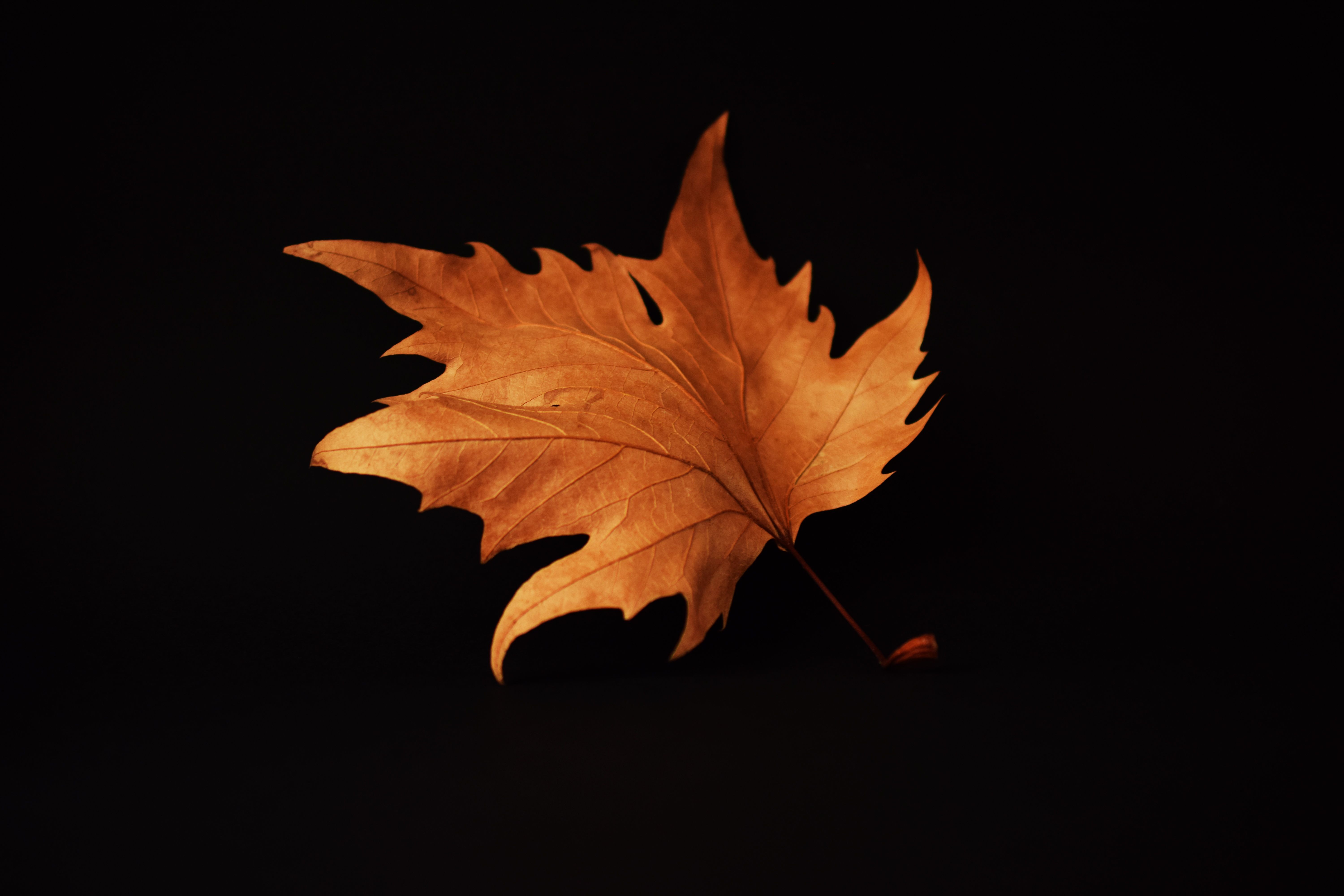 Autumn Leaf Black Background, HD Nature, 4k Wallpaper, Image, Background, Photo and Picture