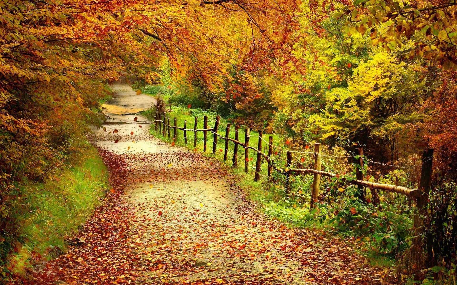 Fall Colors Desktop Wallpaper