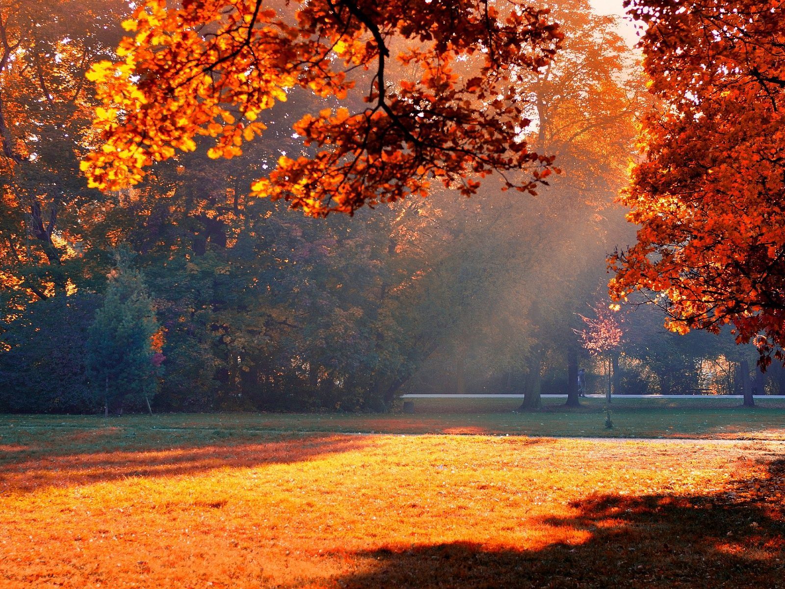 autumn sunshine. Sunshine wallpaper, Autumn park, Autumn trees