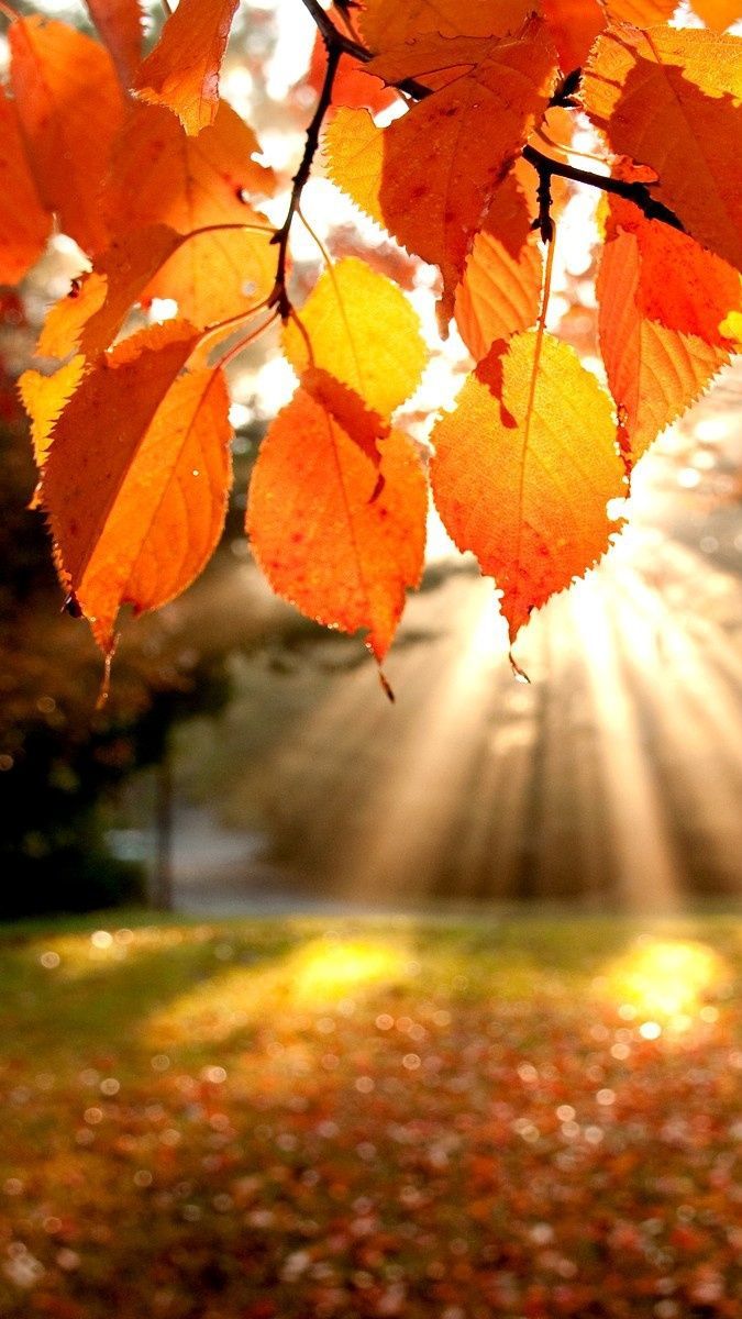 Sunshine From Leaves Autumun IPhone Wallpaper. Fall Wallpaper, Autumn Photography, Autumn Scenery