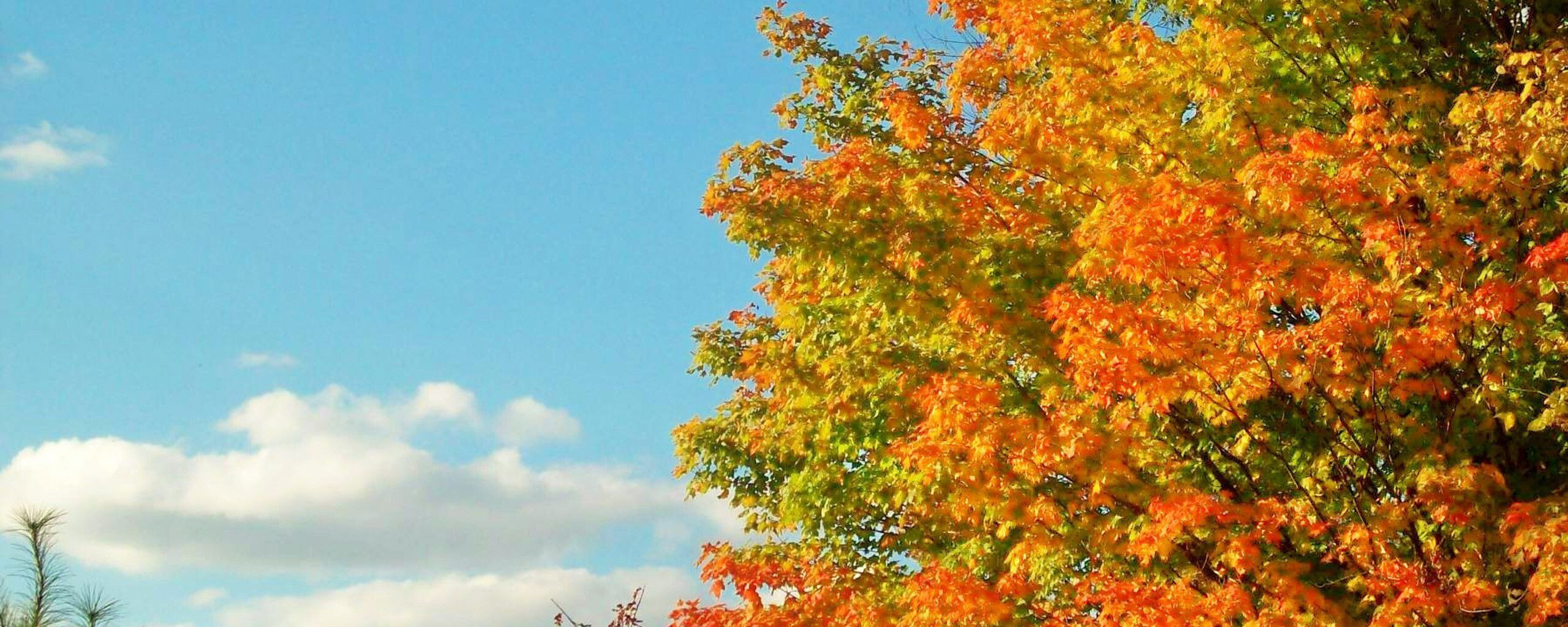 Autumn tree in a sunny cold day