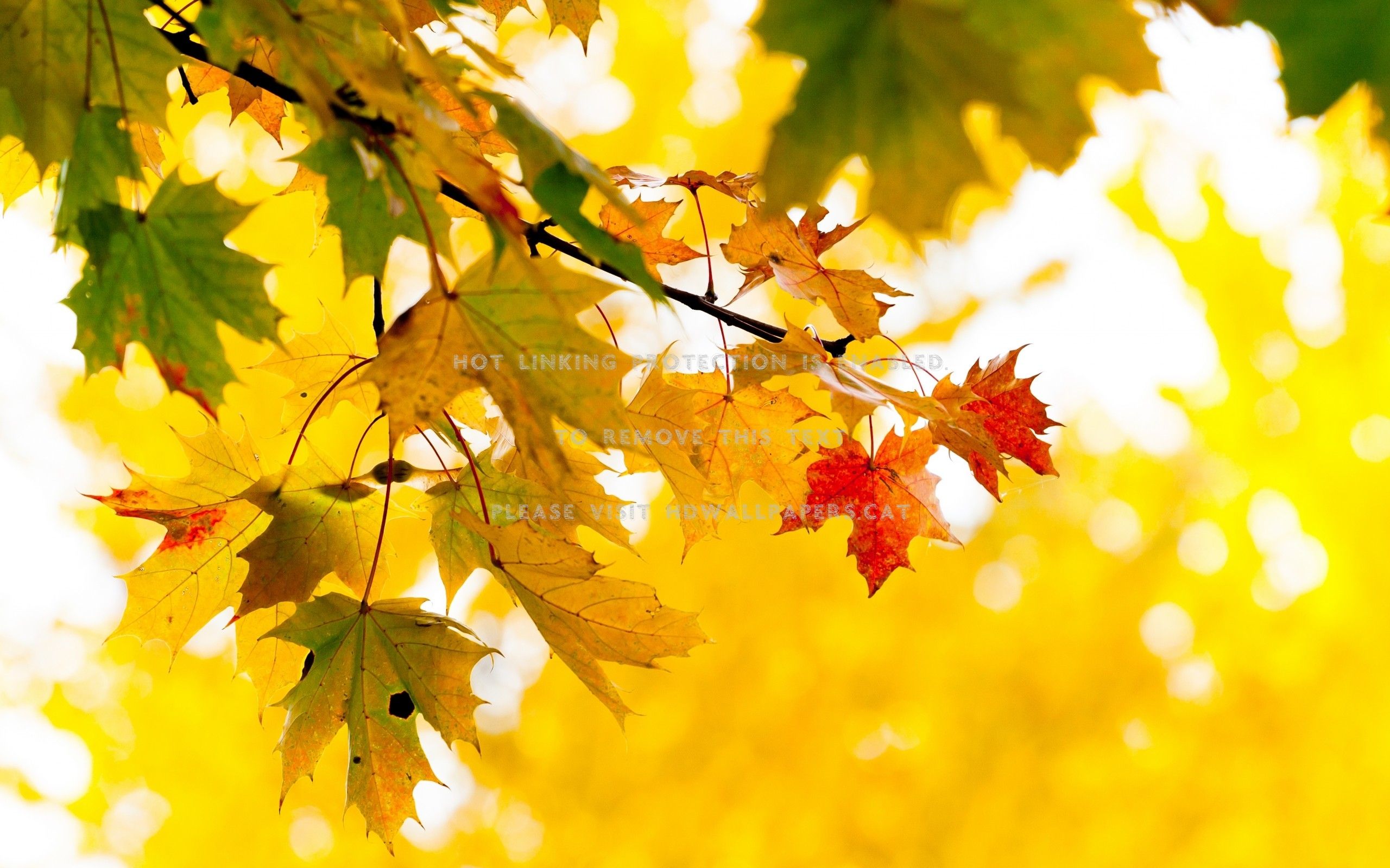 golden autumn sunshine faliage scenery