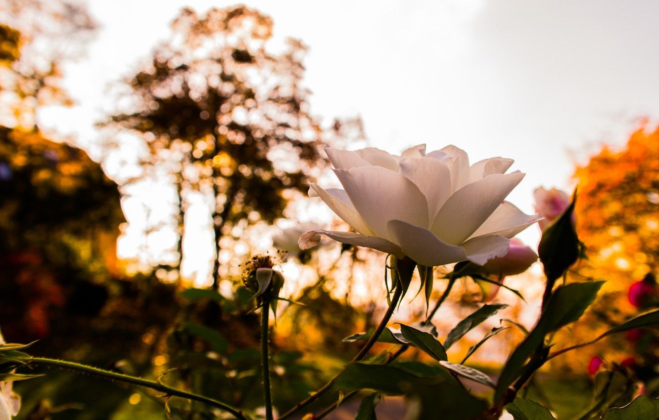 Wallpaper Flower, Rose, Sunset, Autumn, Sunshine, Leaves, Bloom, White Rose image for desktop, section цветы