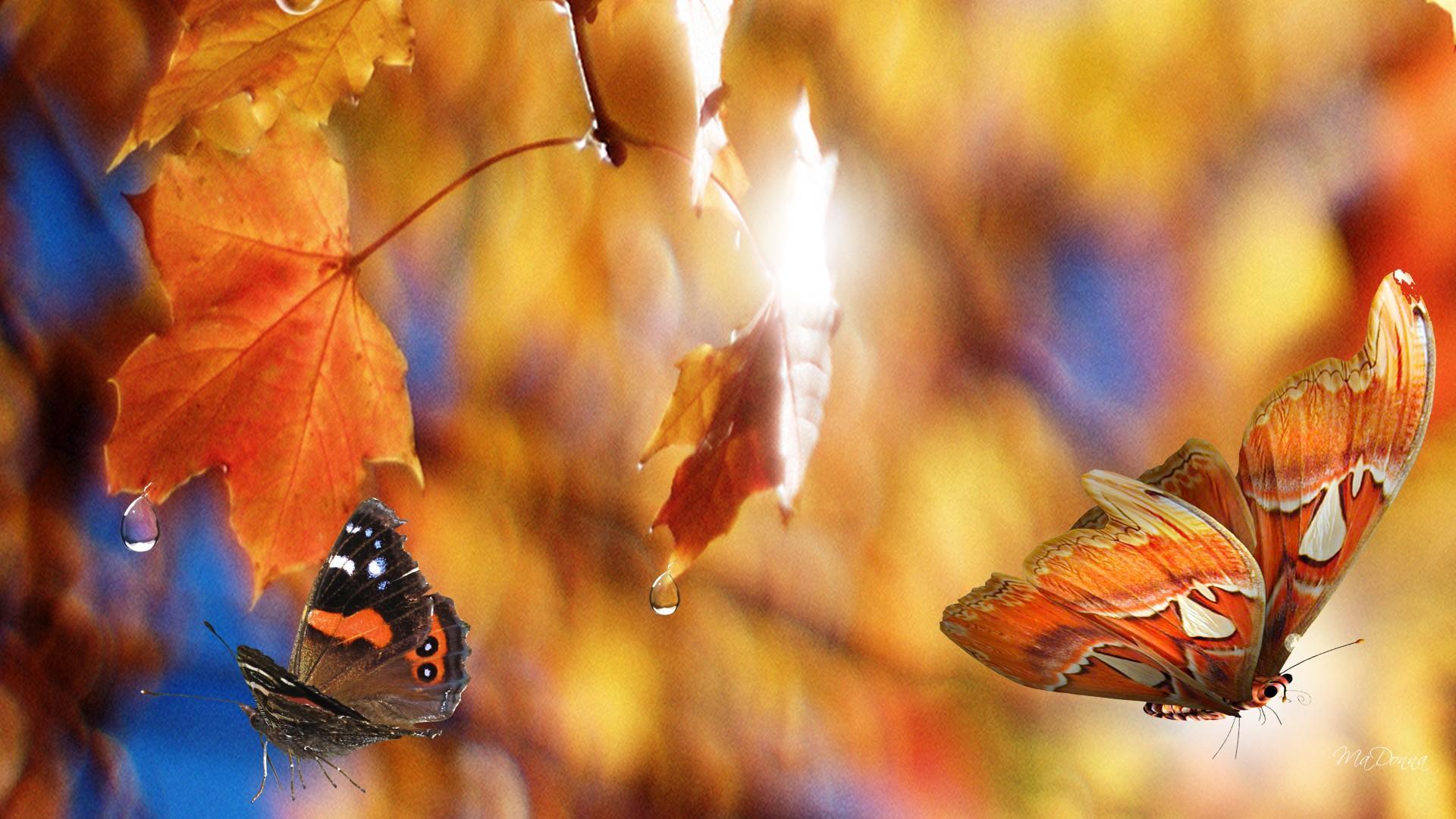 Morning Sunshine On Fall Leaves HD desktop wallpaper, Widescreen, High Definition