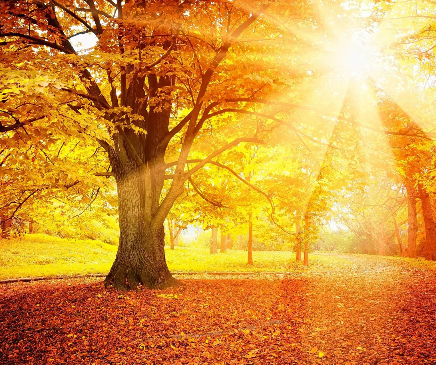 Autumn Sunshine wallpaper