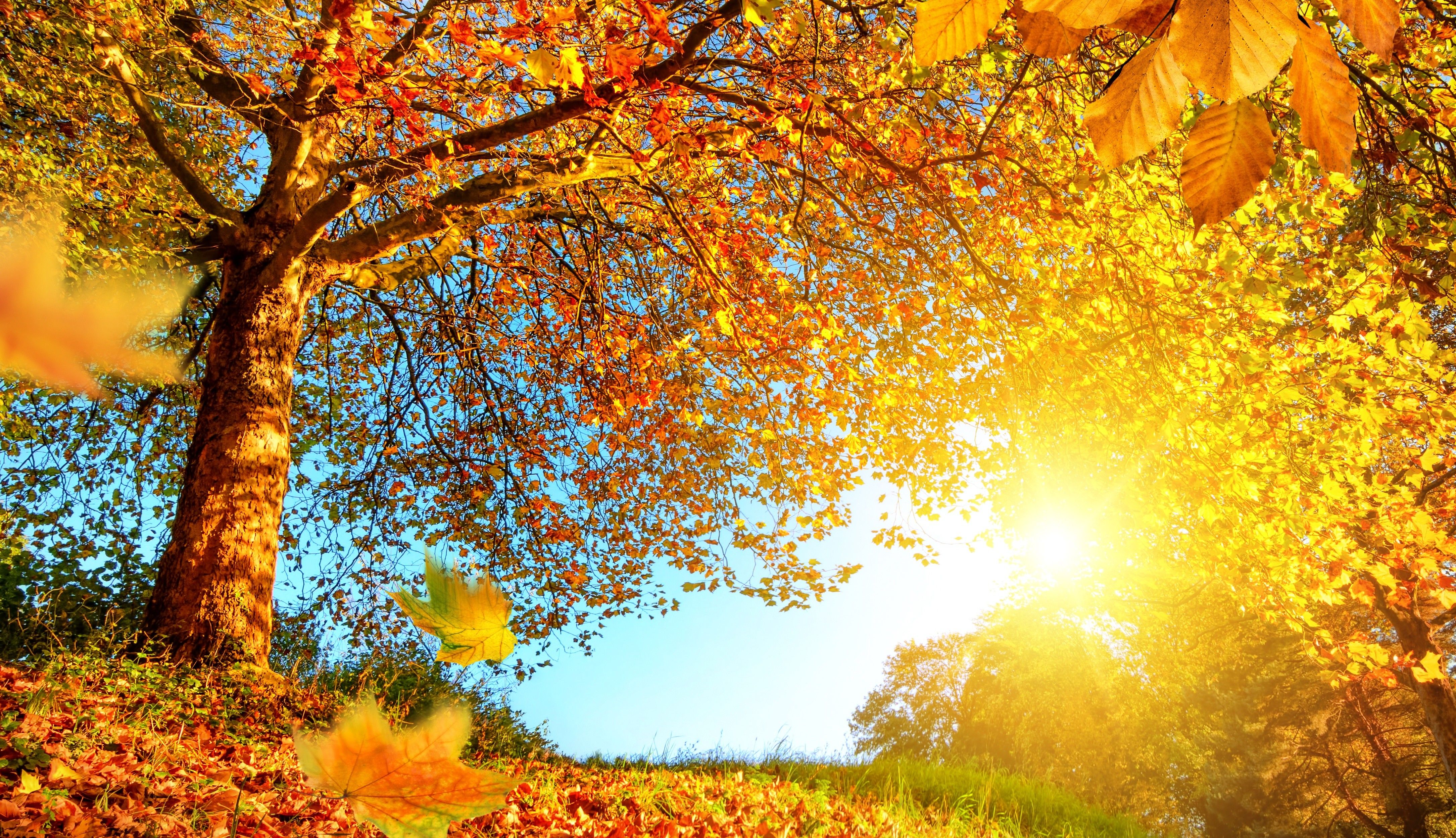 #trees, #fall, #Sun, wallpaper. Mocah.org HD Desktop Wallpaper